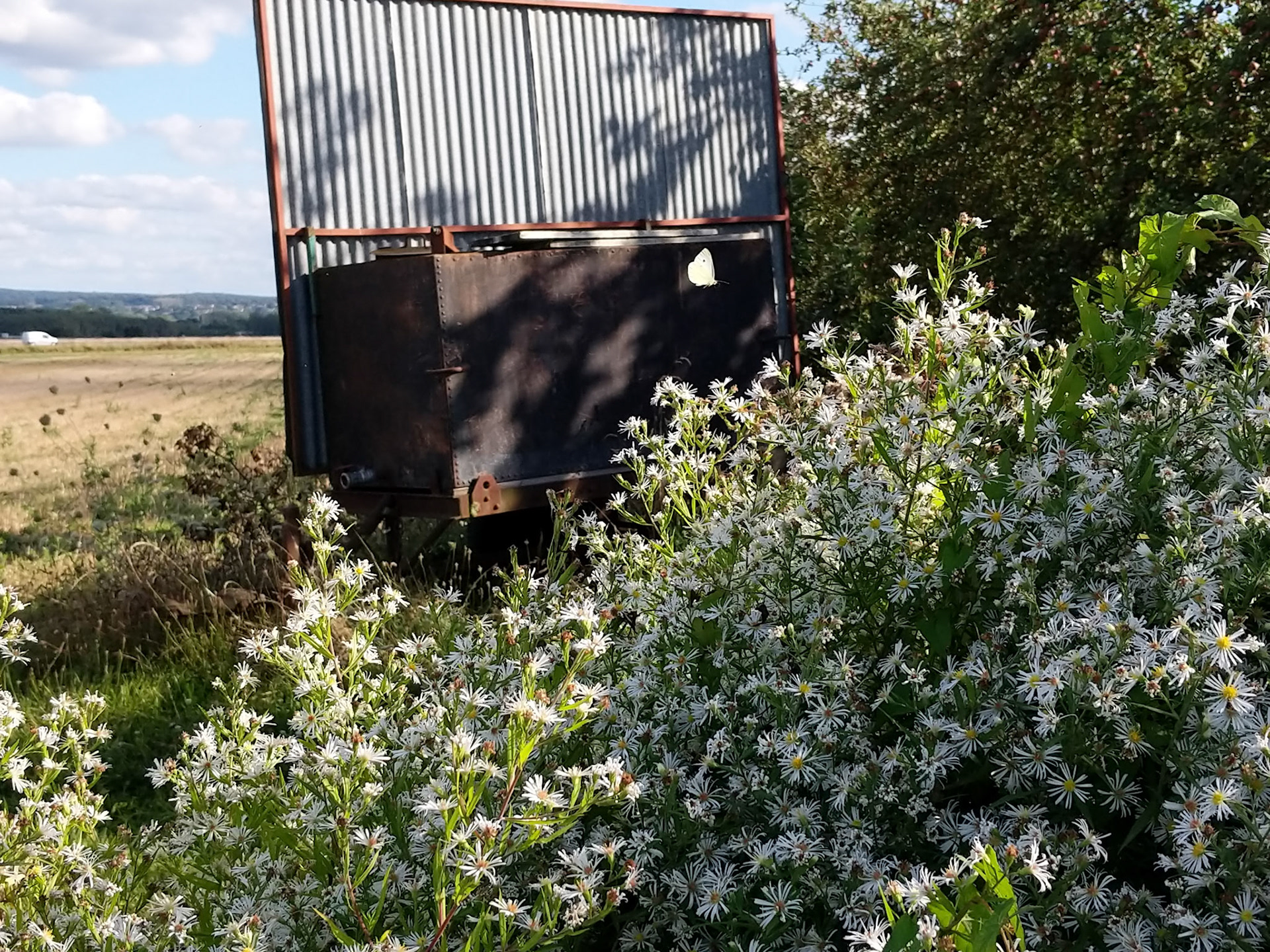 Il a un beau papillon blanc qui virevolte au dessus de ces fleurs sauvages