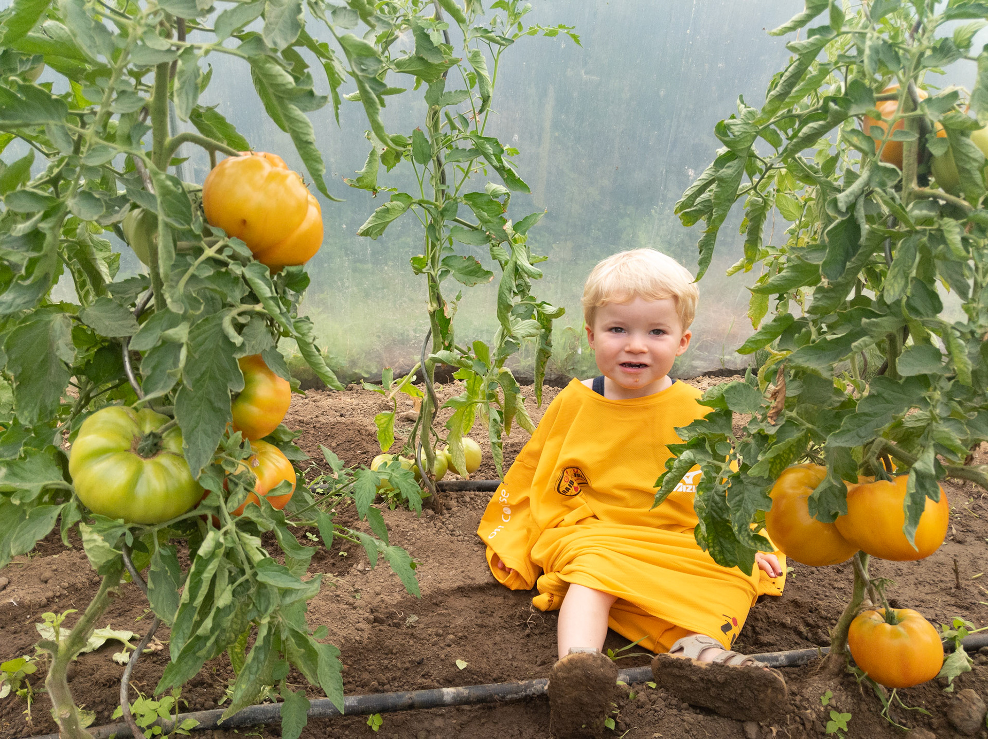 Ho! La belle citrouille
