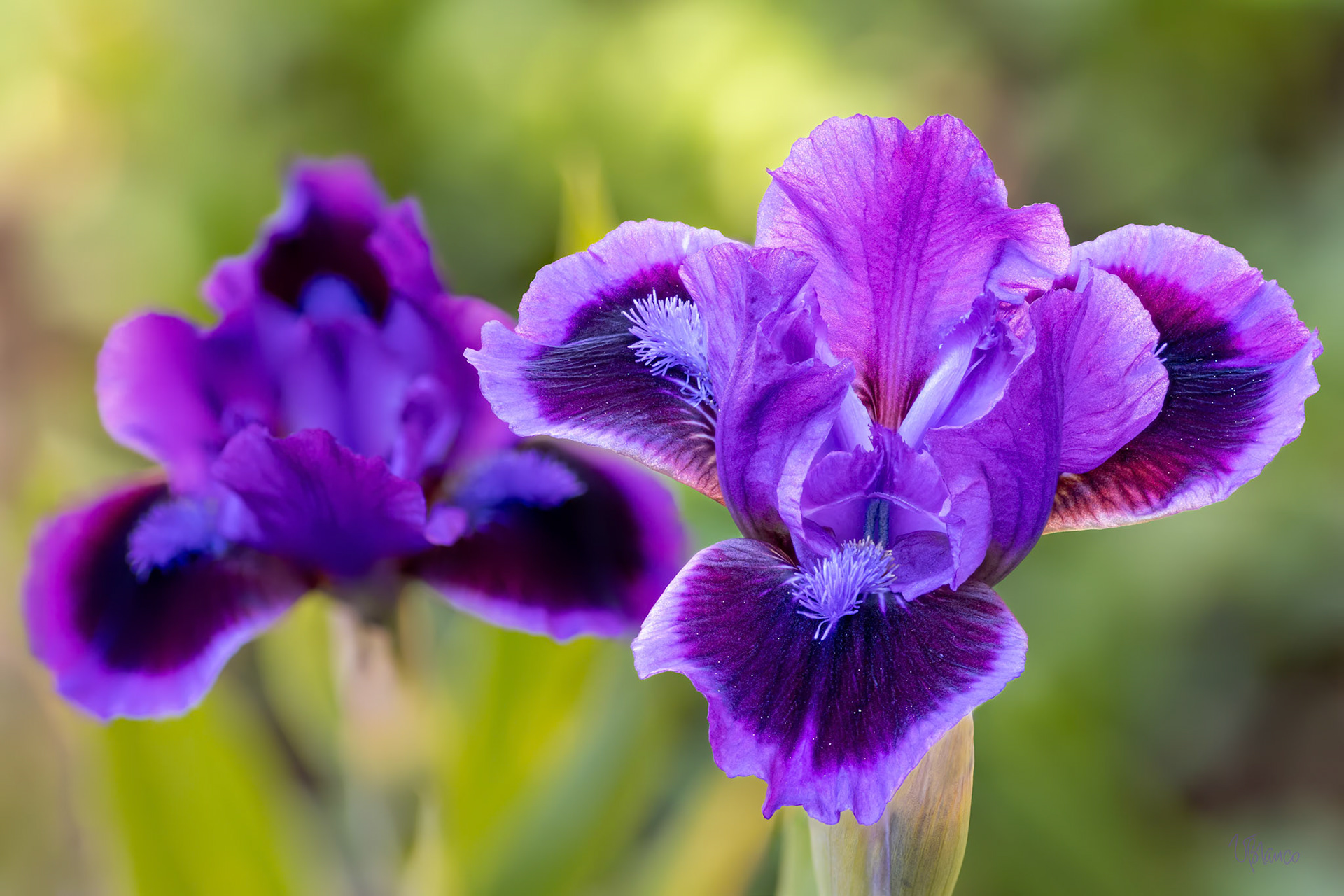 Shine Your Own Light