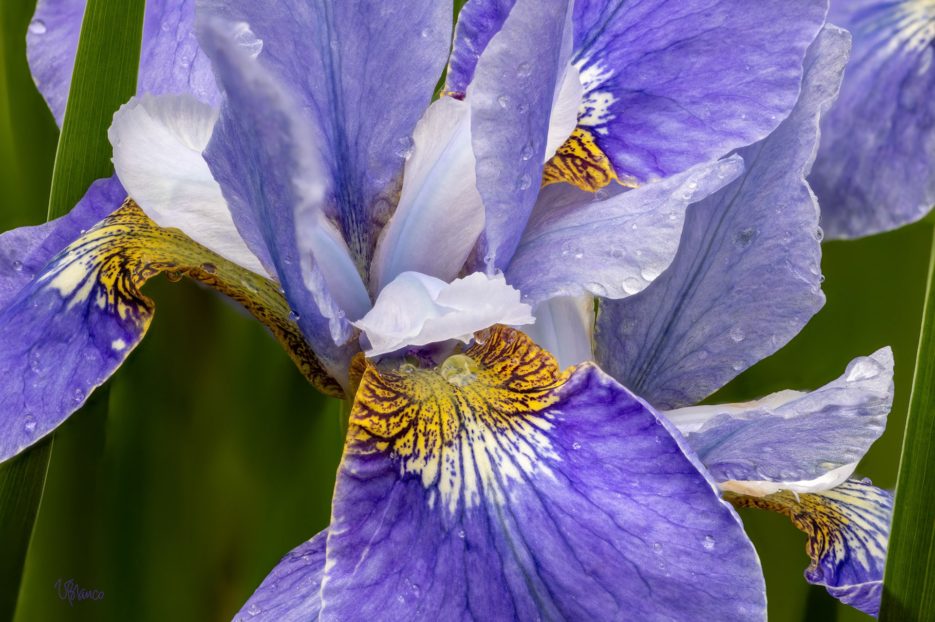 Siberian Iris Extravaganza