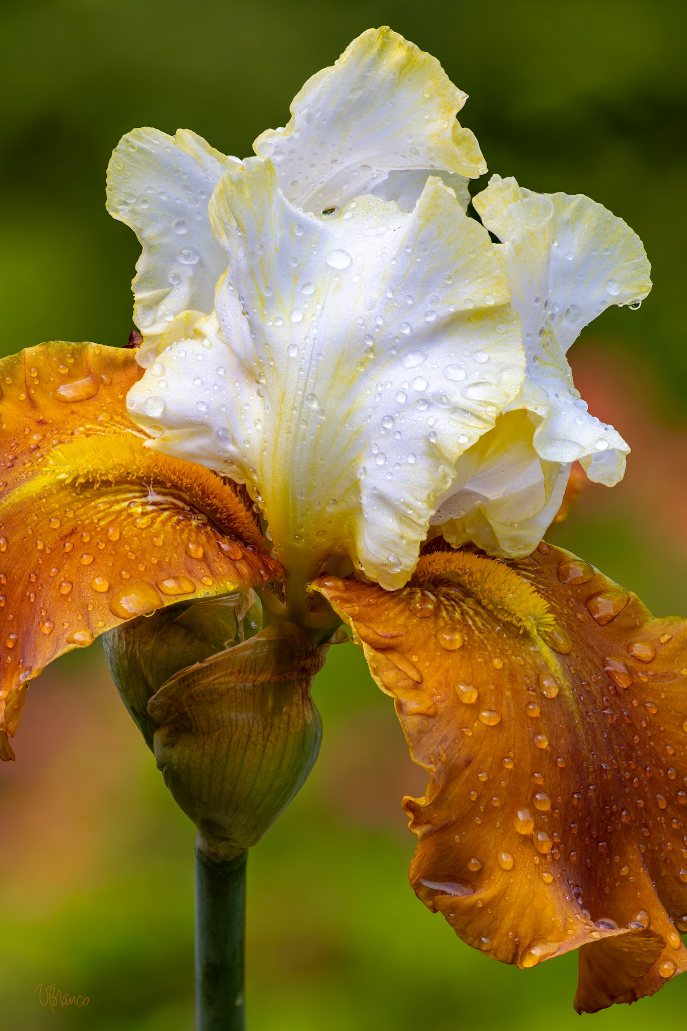 The Golden Light of Love