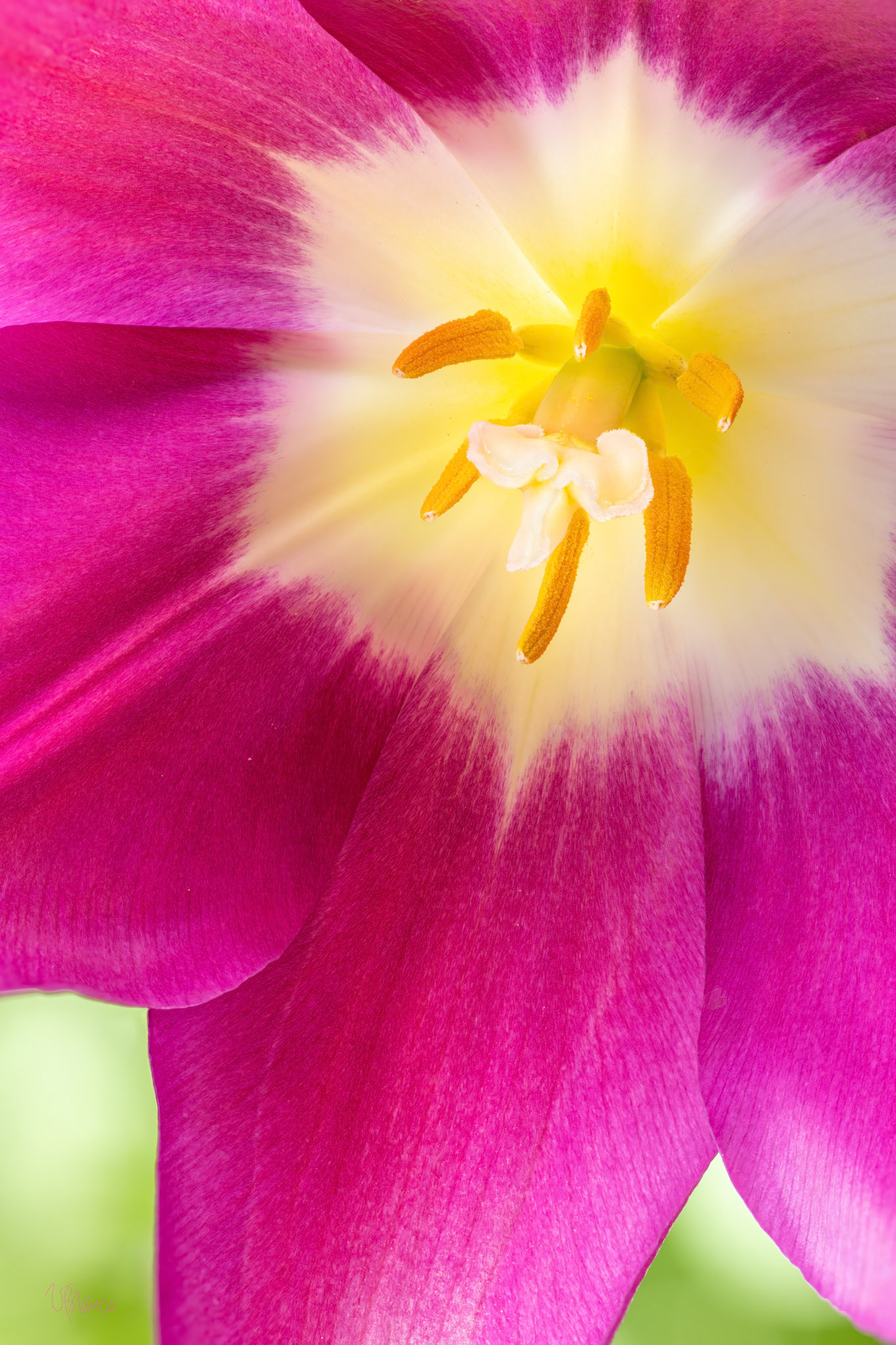 Tulip Transmission