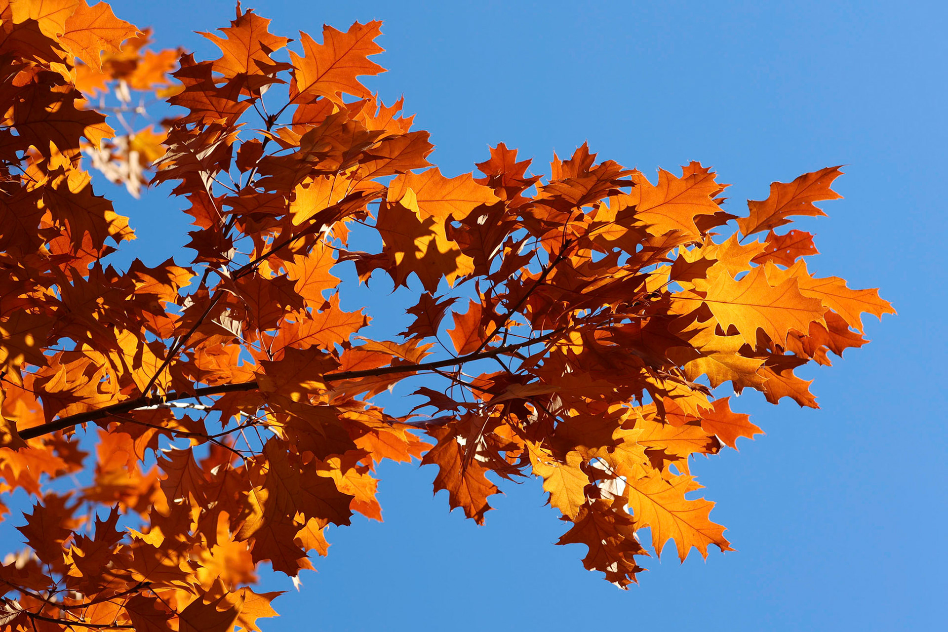 Fall oak leaves in the sun