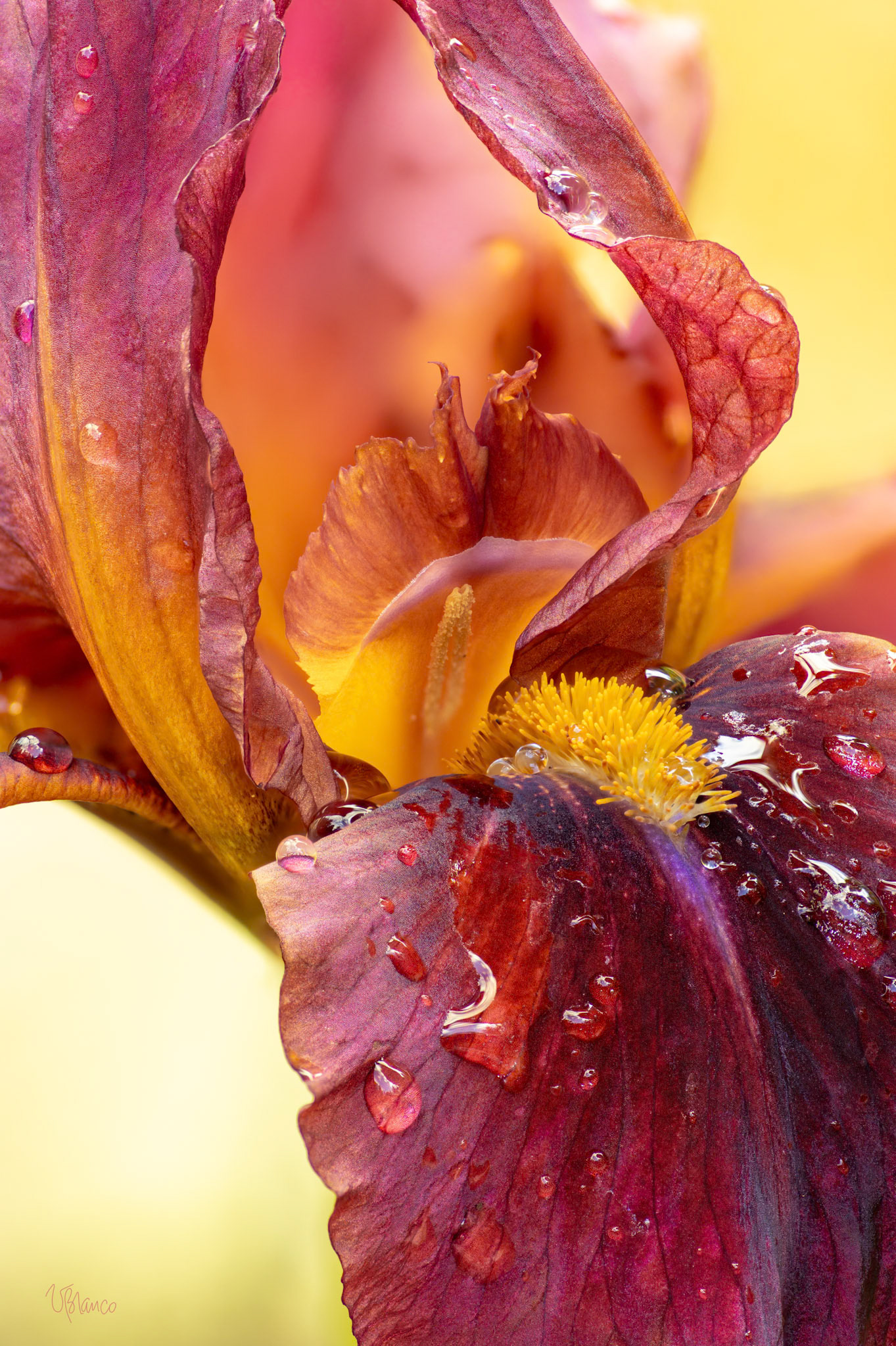 Bearded Iris Inside Peek
