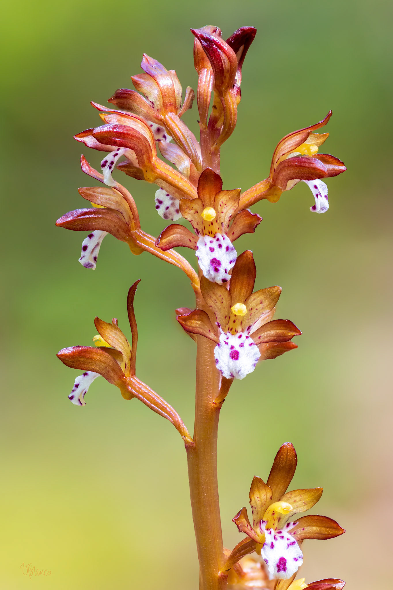 Spotted Coralroot Celebration