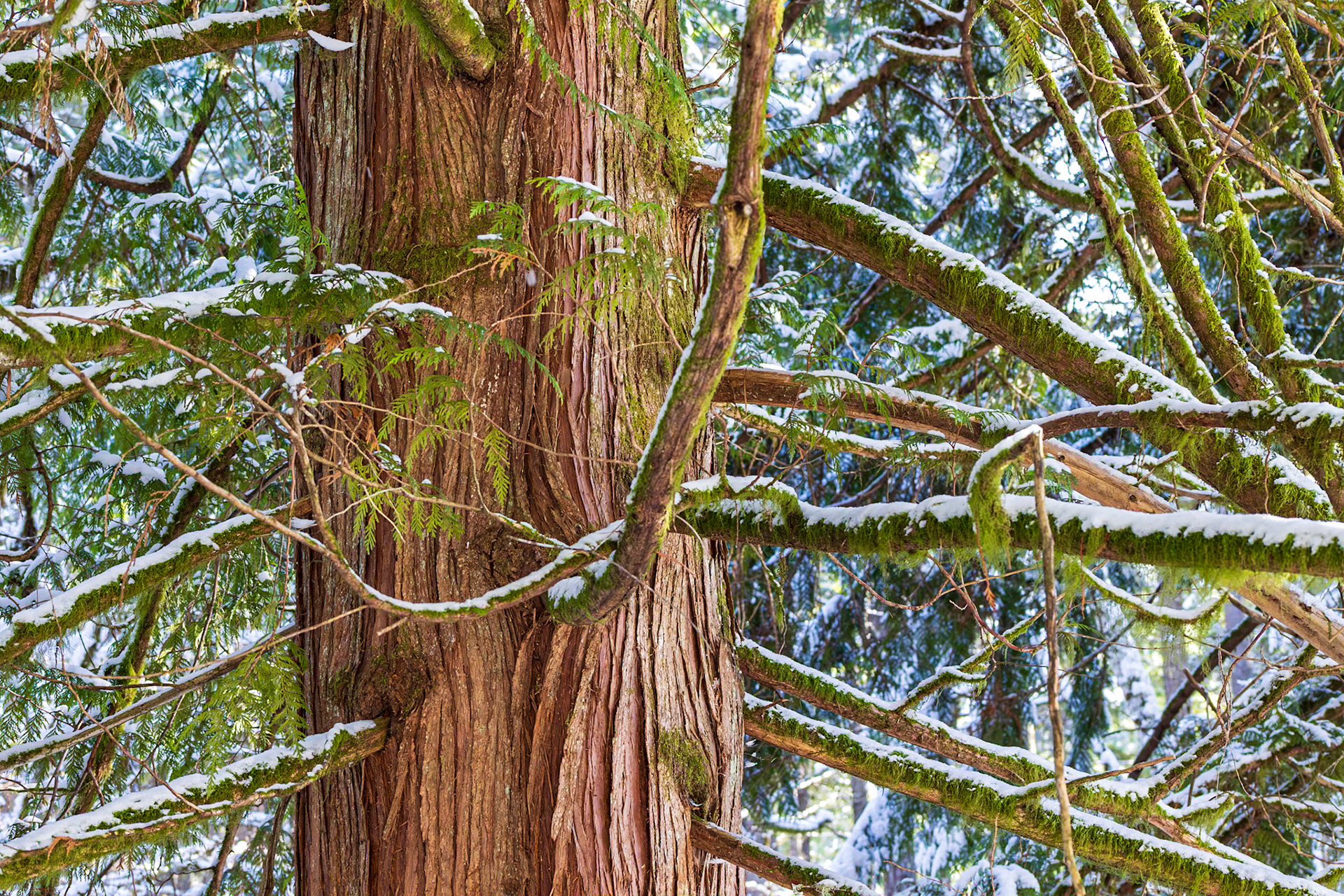 Snow on mossy cedar