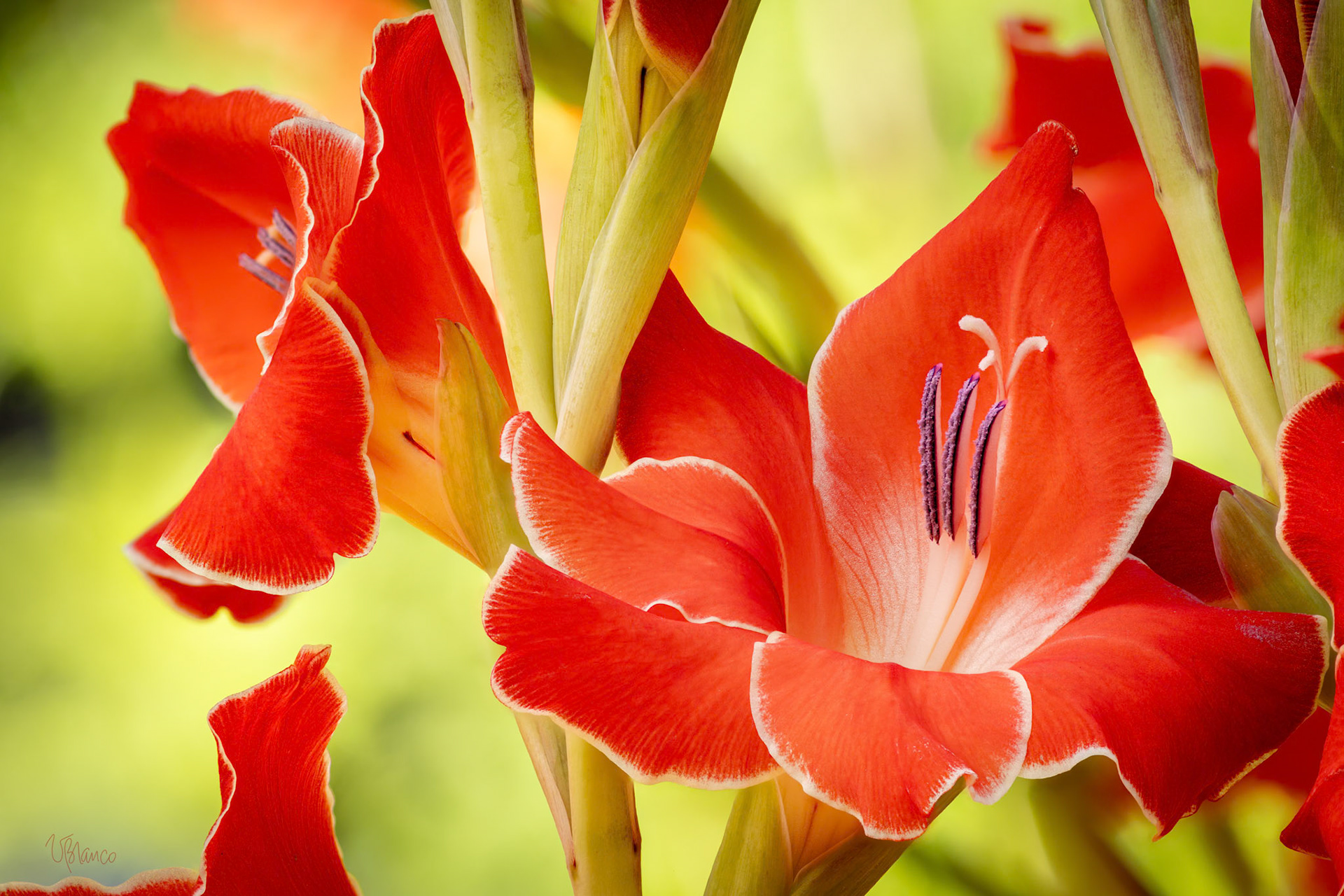 Gladiolus Fest