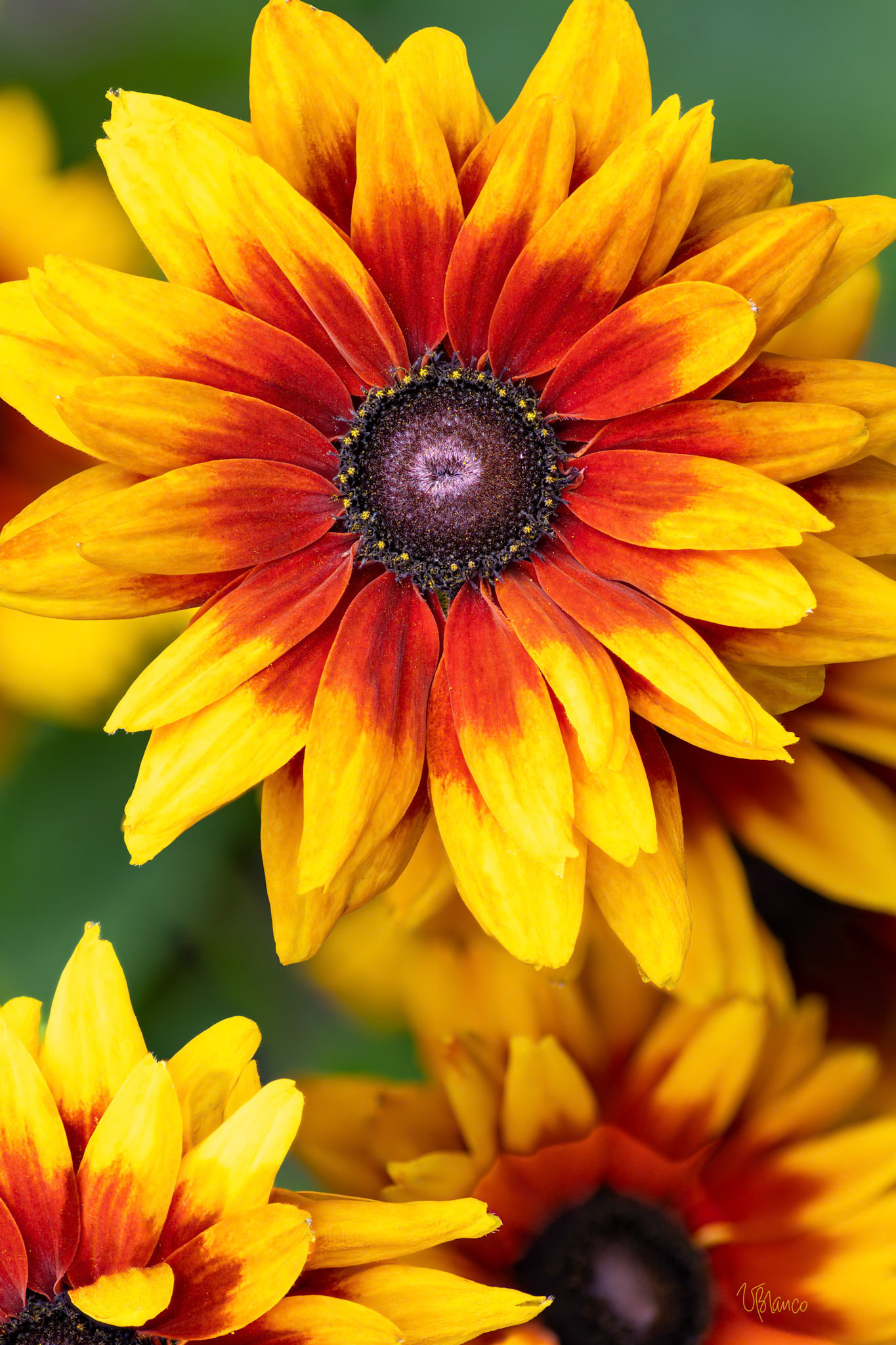 Rudbeckia Glow