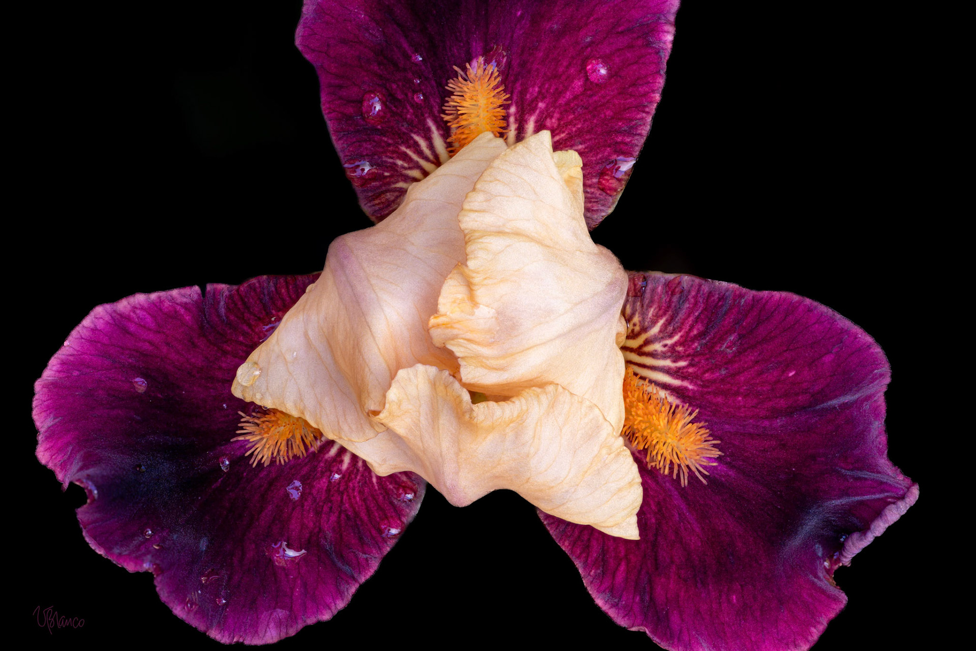 Triangulating with "Blast" Bearded Iris