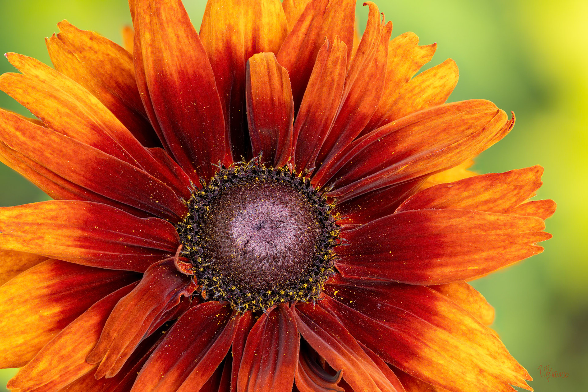 Rudbeckia Salutation