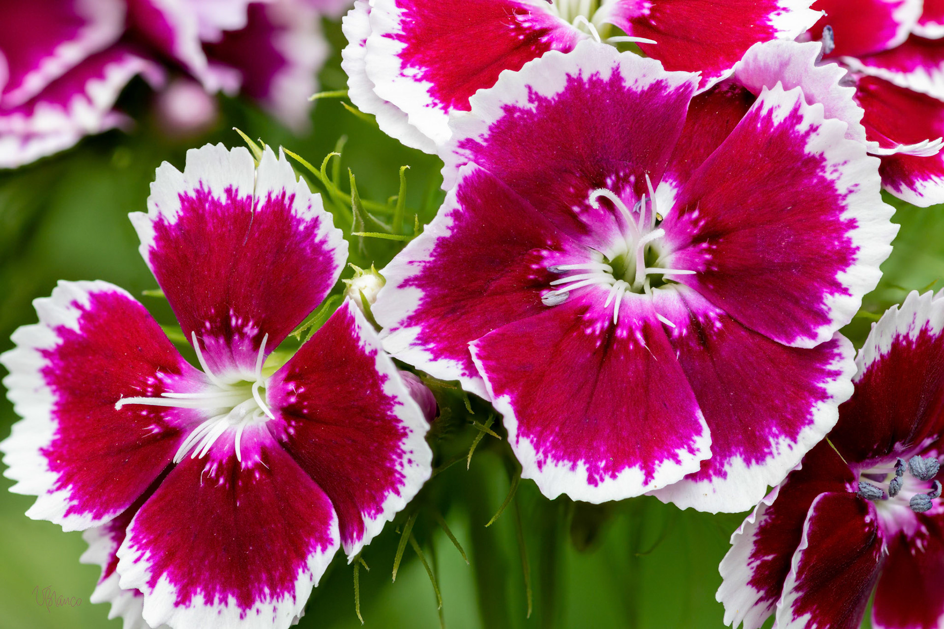 Sweet William close-up