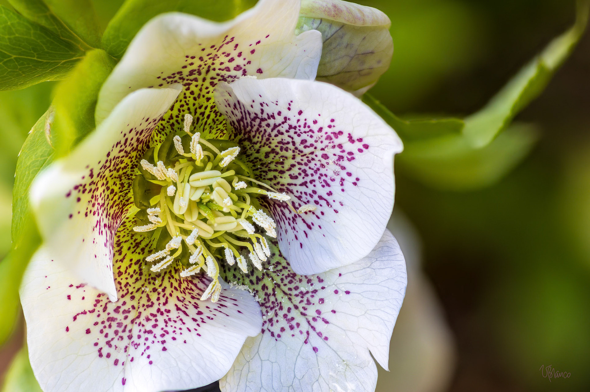 Speck-tacular Hellebore