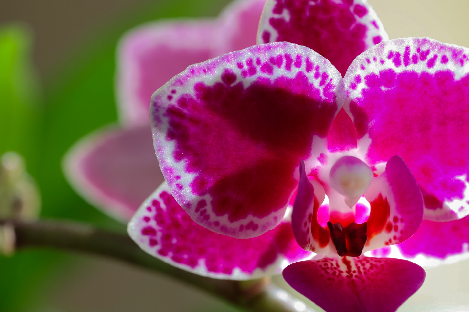 Phalaenopsis orchid