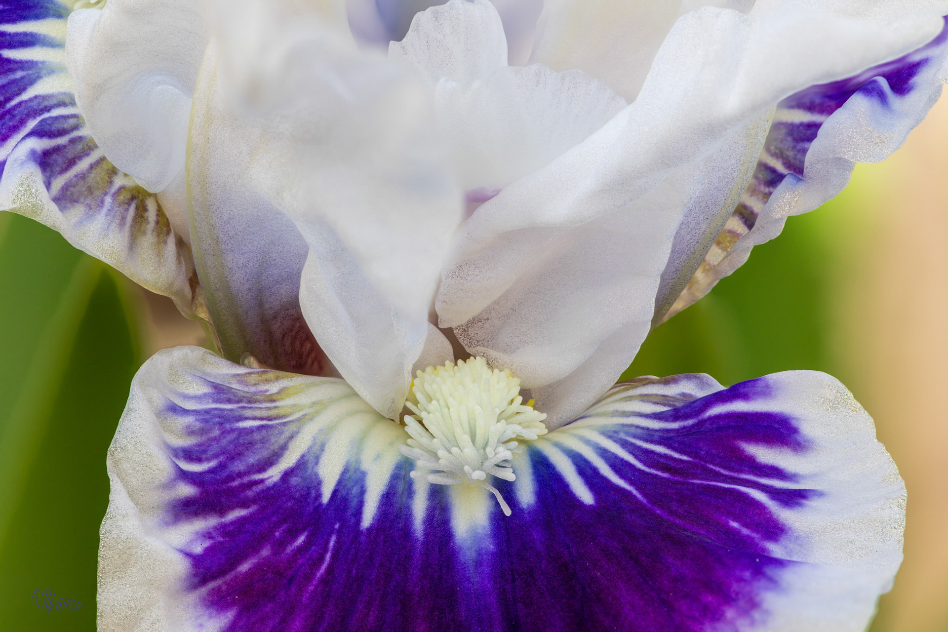 Flying with "Riveting" Bearded Iris