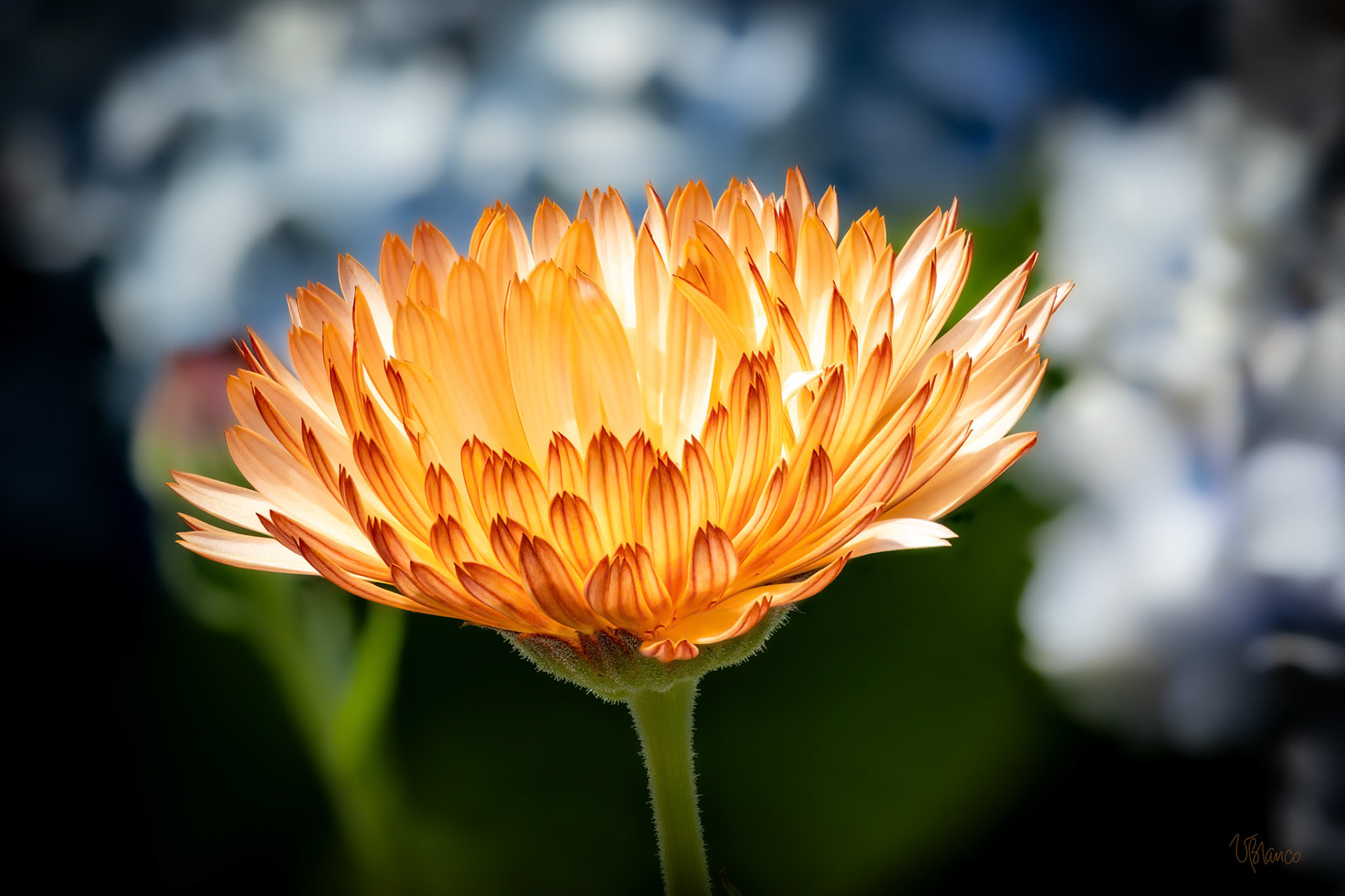 Calendula Smile