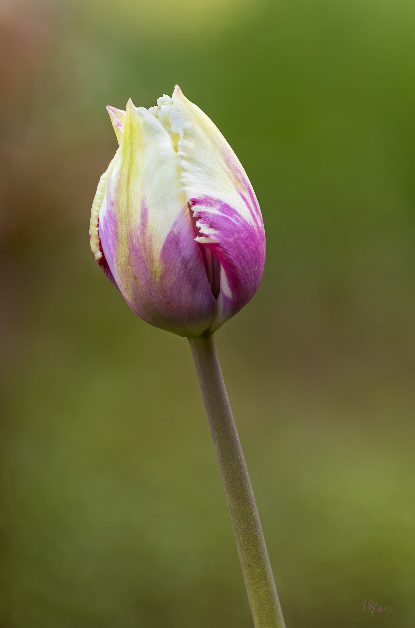Parrot Tulip "Flaming Baltic" Bud