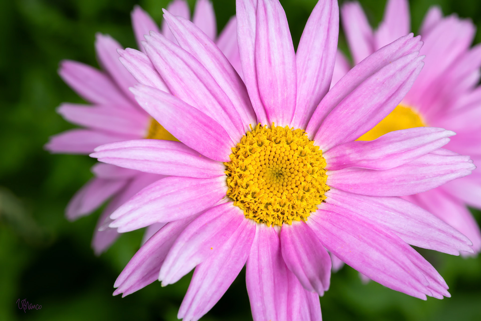 Echoes of a Pink Daisy