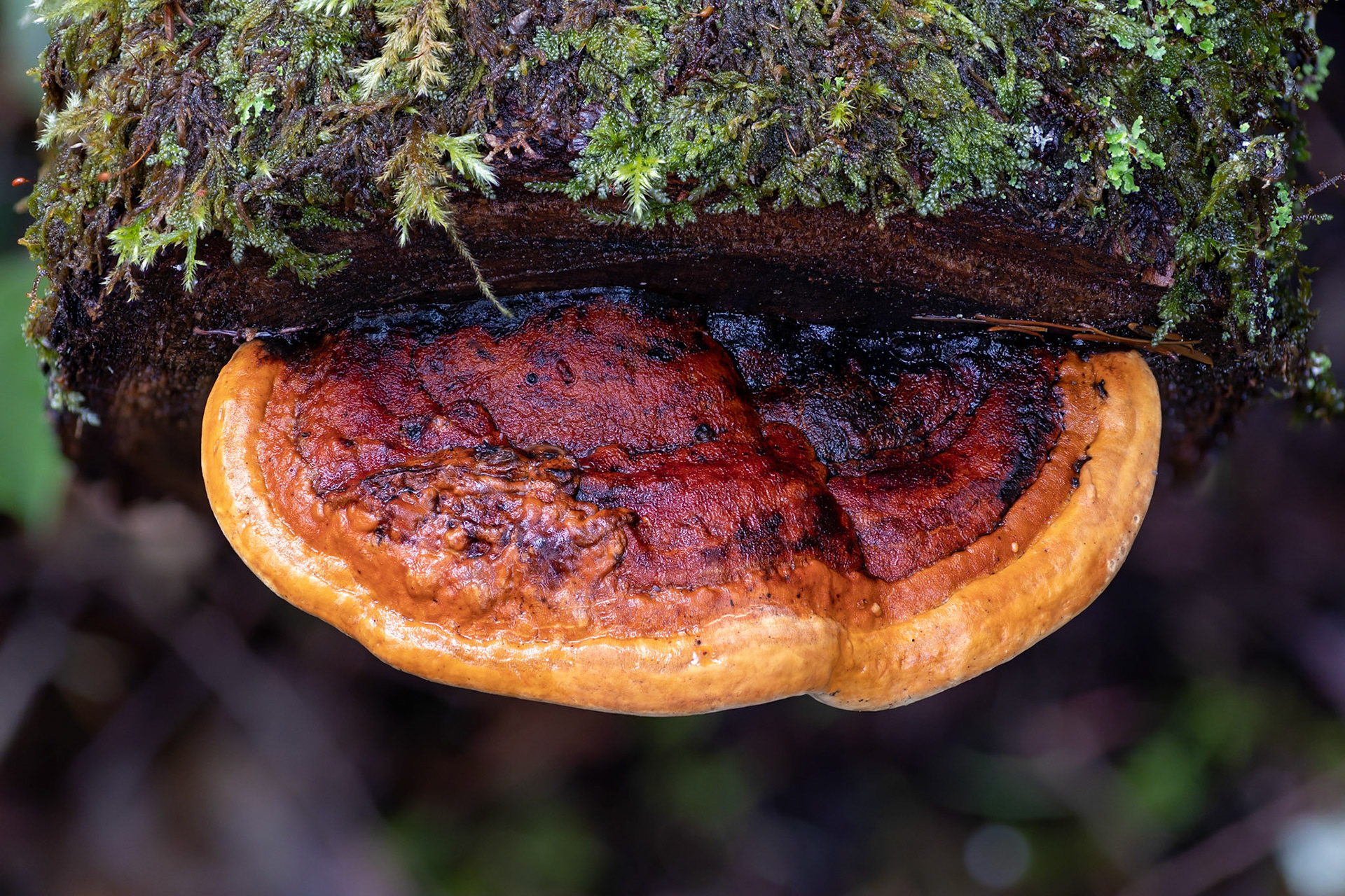 Red-belt conk & moss