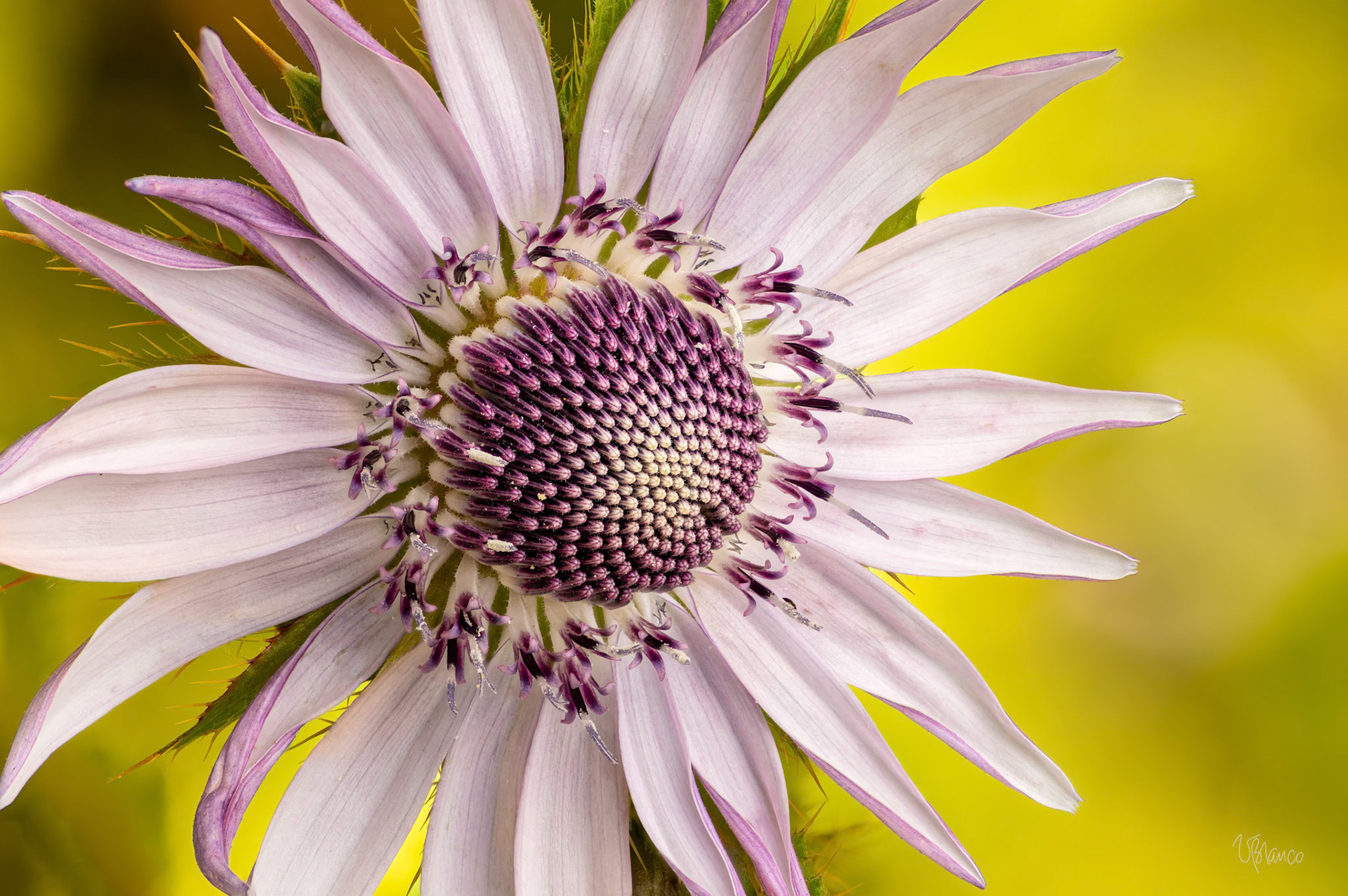 Berkheya purpurea