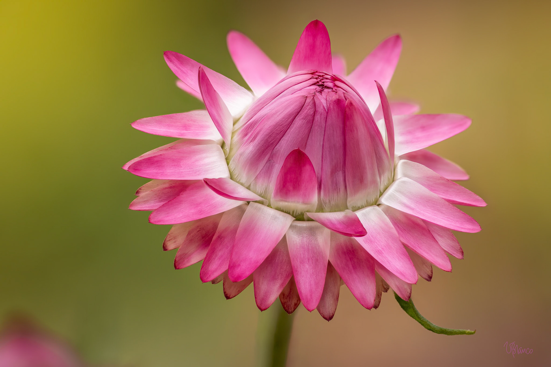 Delightful Xerochrysum