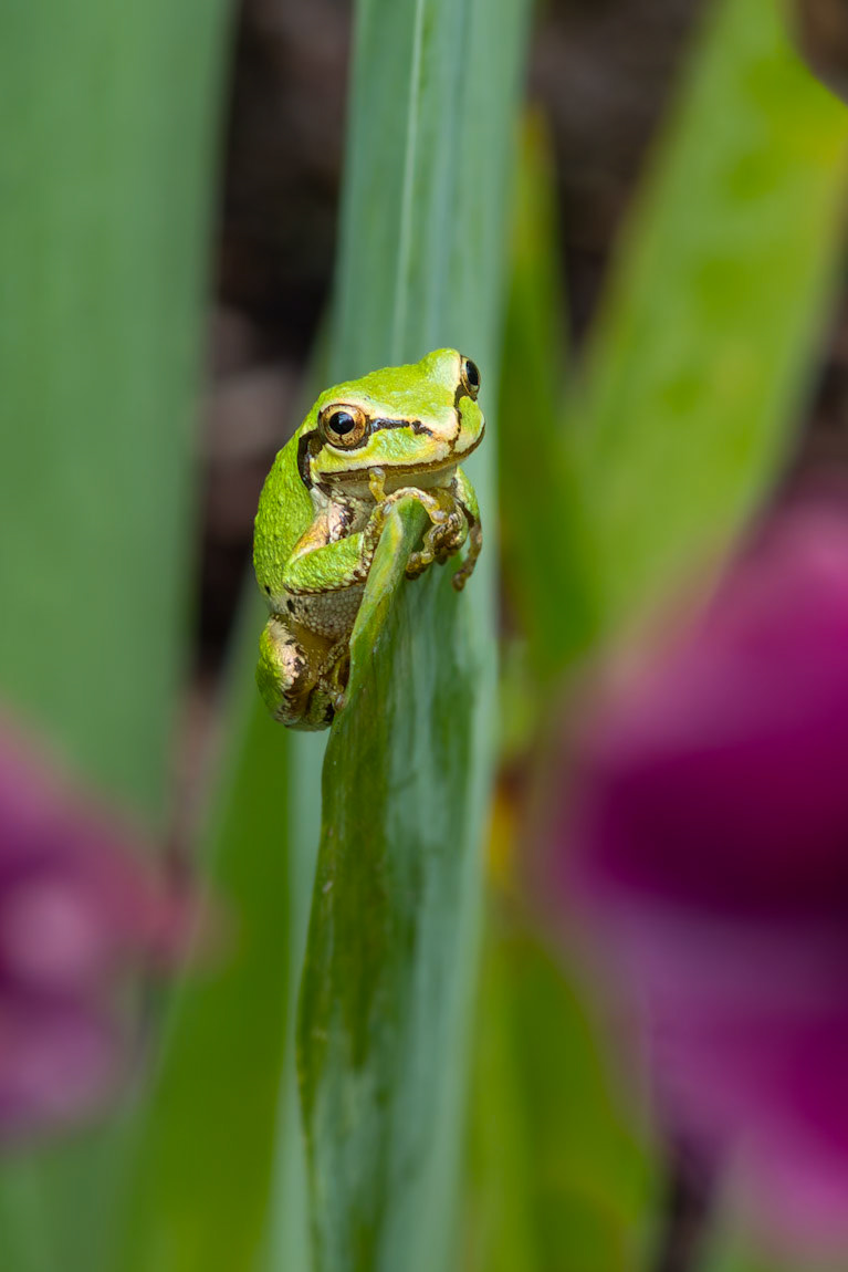 Pensive Pacific Tree Frog