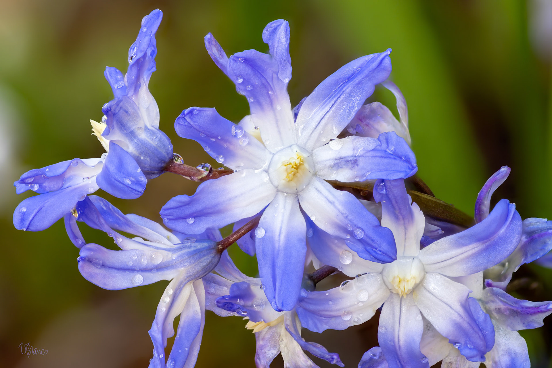 Chionodoxa Dancing Troupe
