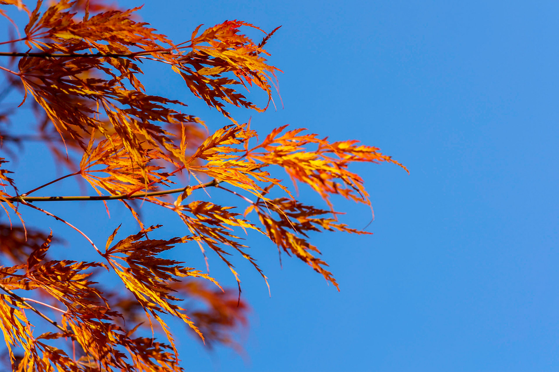 Japanese Maple on Fire