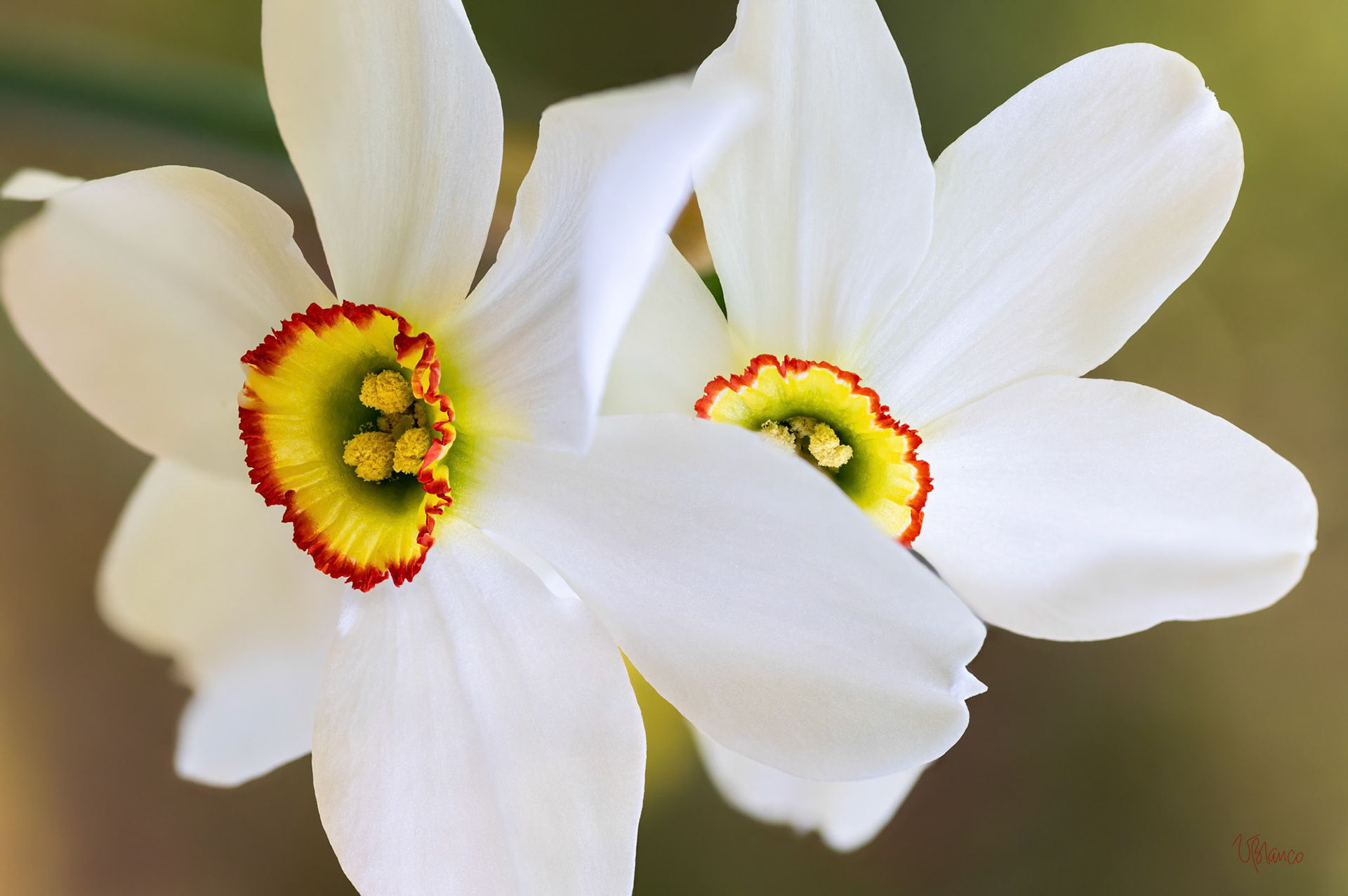 Shy Daffodil Actaea