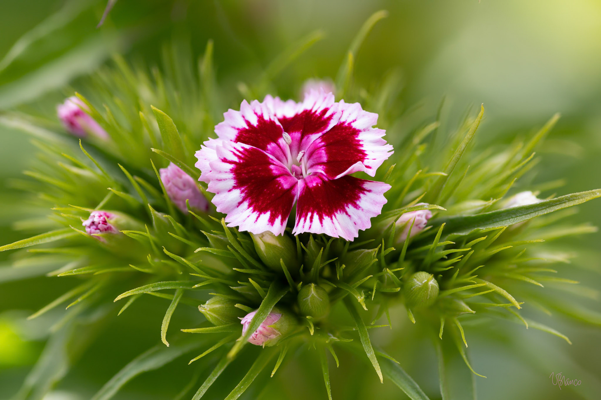 Sweet William Potential