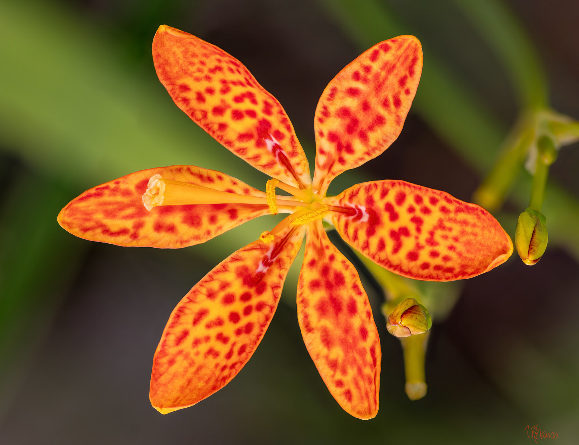Buoyant Blackberry Lily