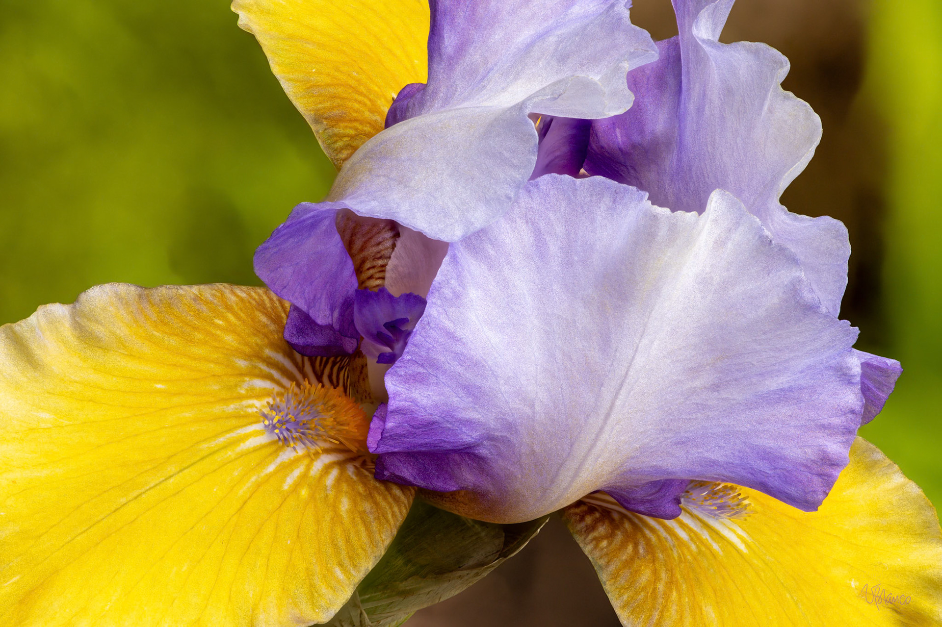 Bearded Iris Top Hat