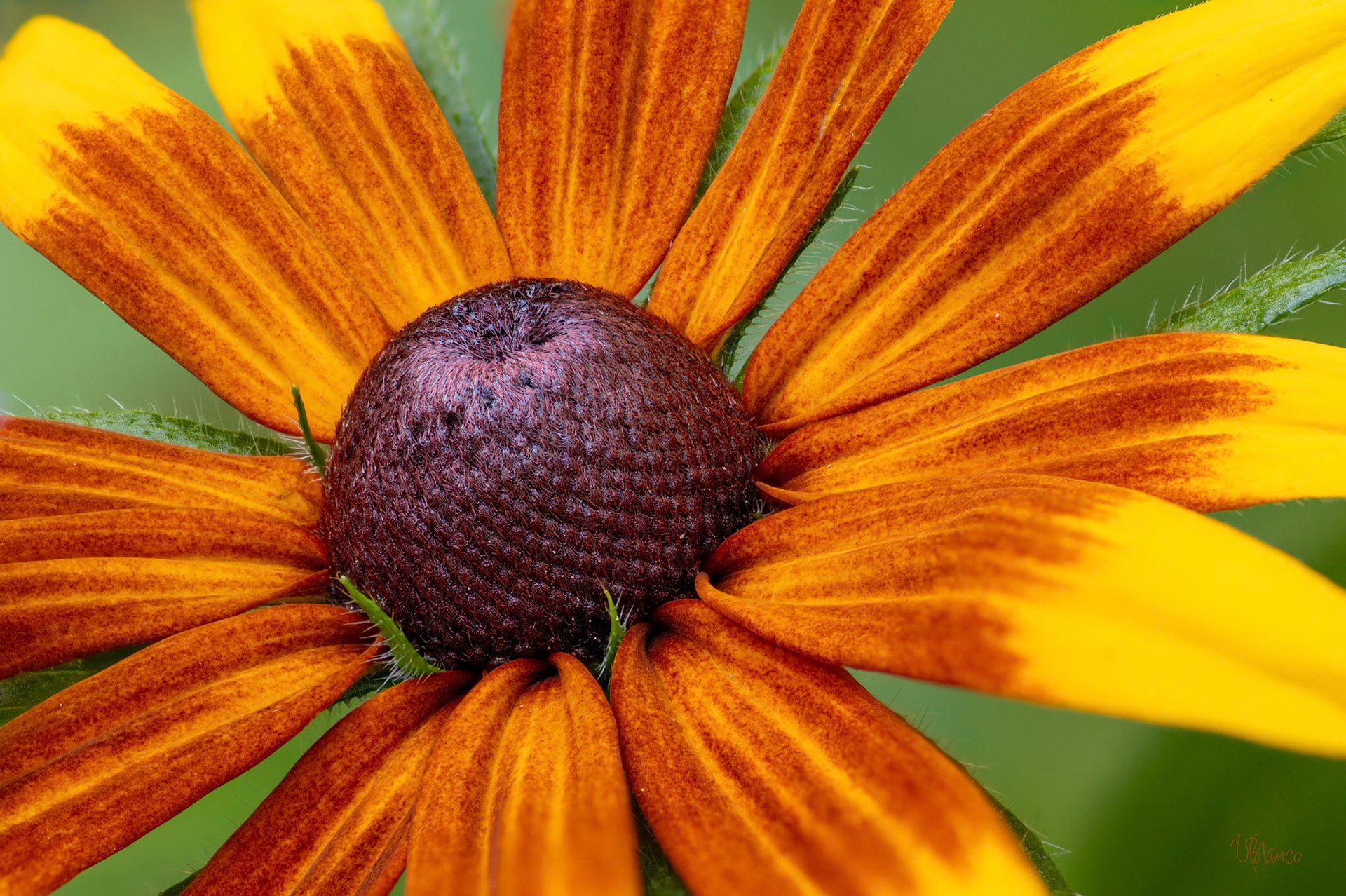 Rudbeckia Splash