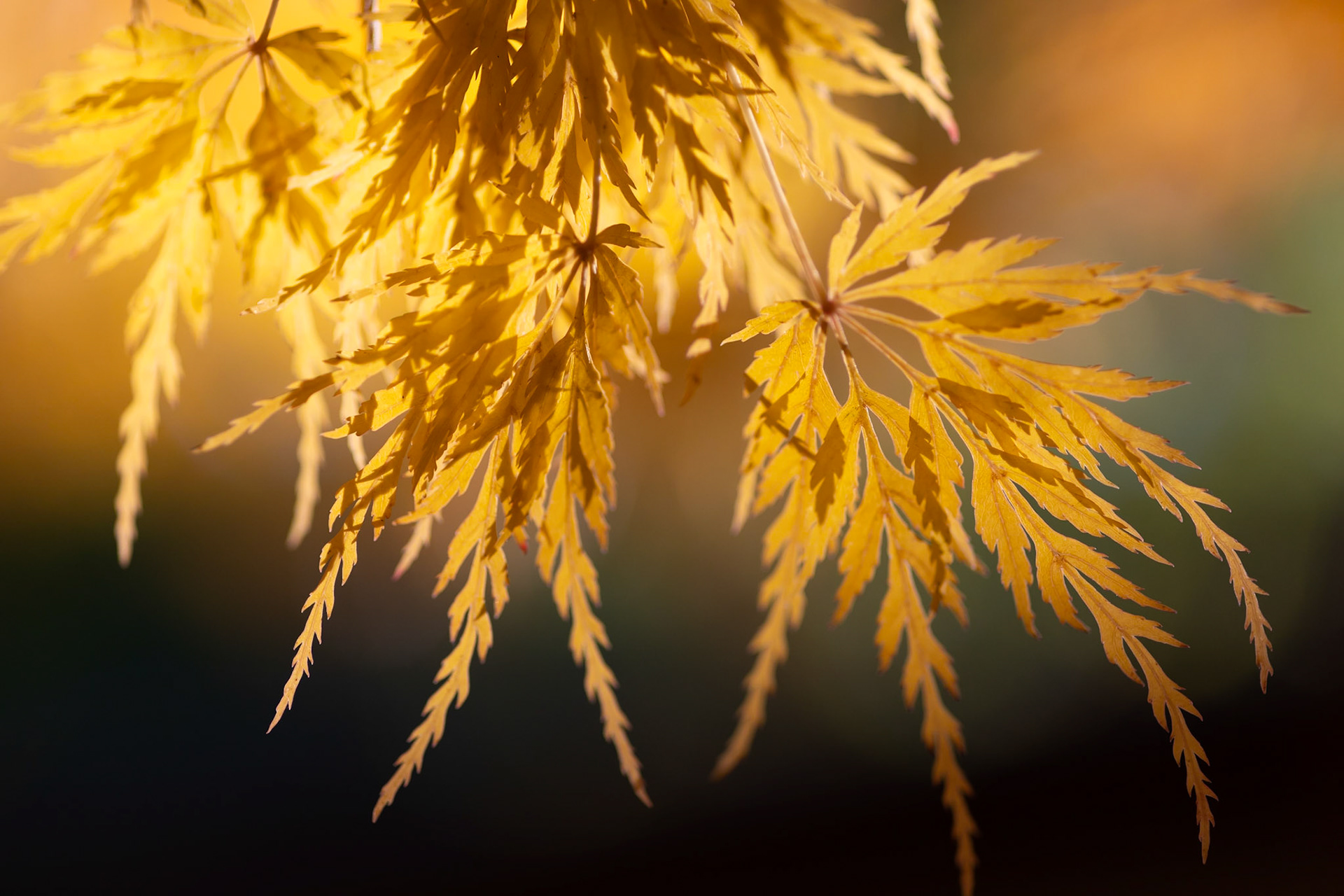 Japanese Maple in the autumn sun