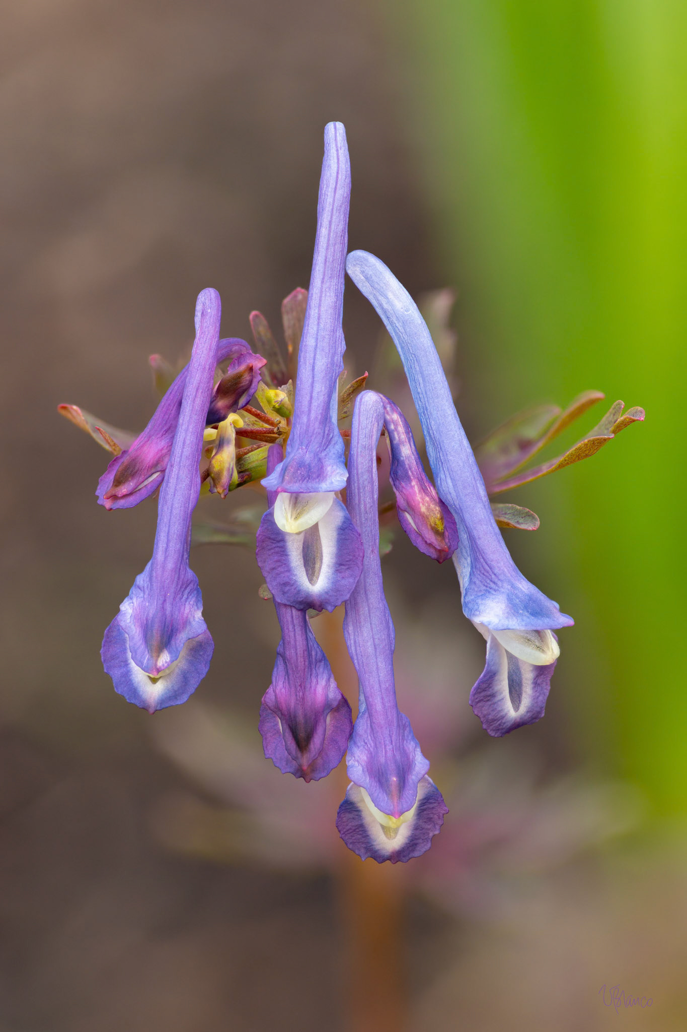 Laughing with Corydalis
