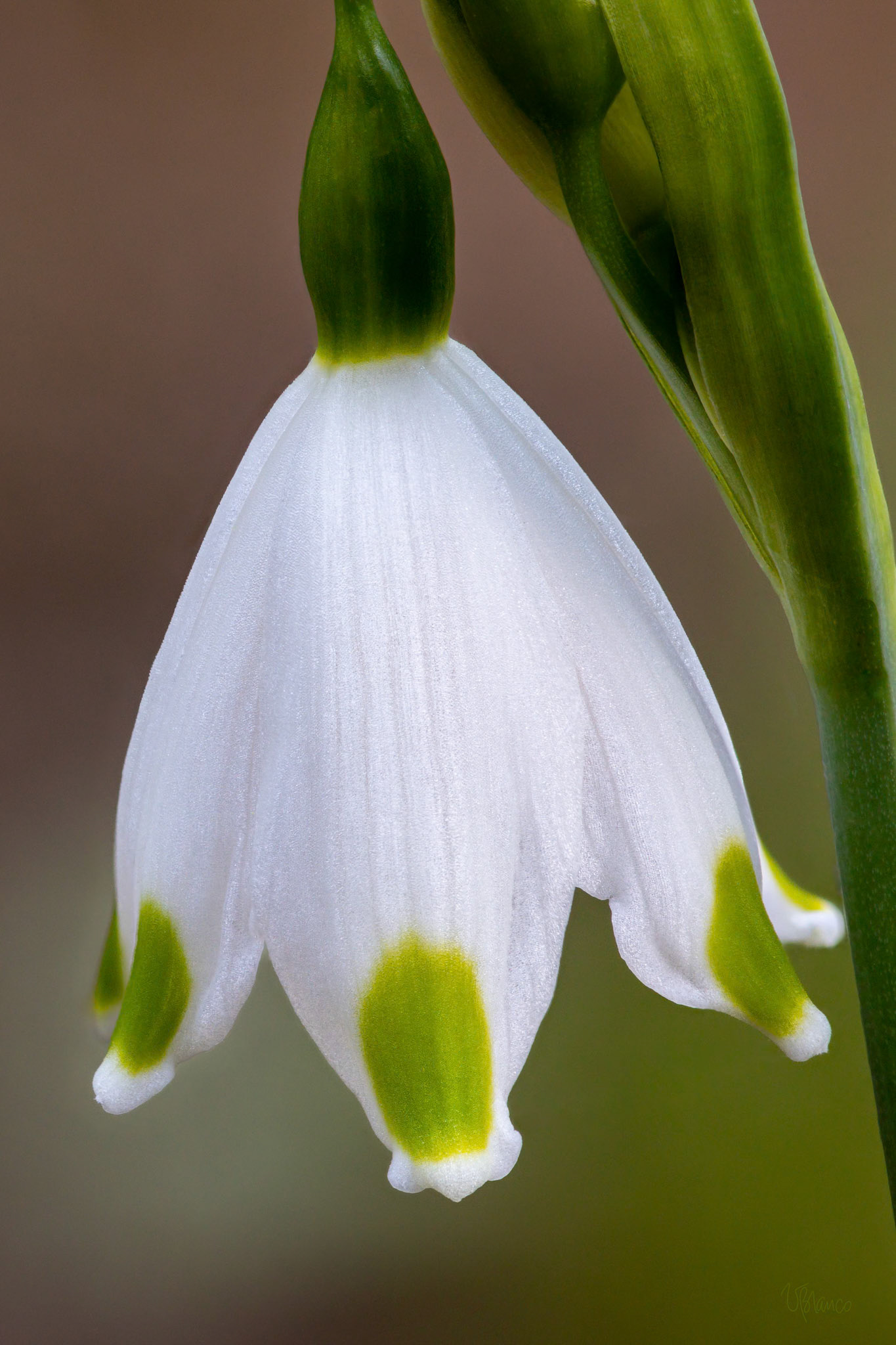 Ringing the Summer Snowflake Bell