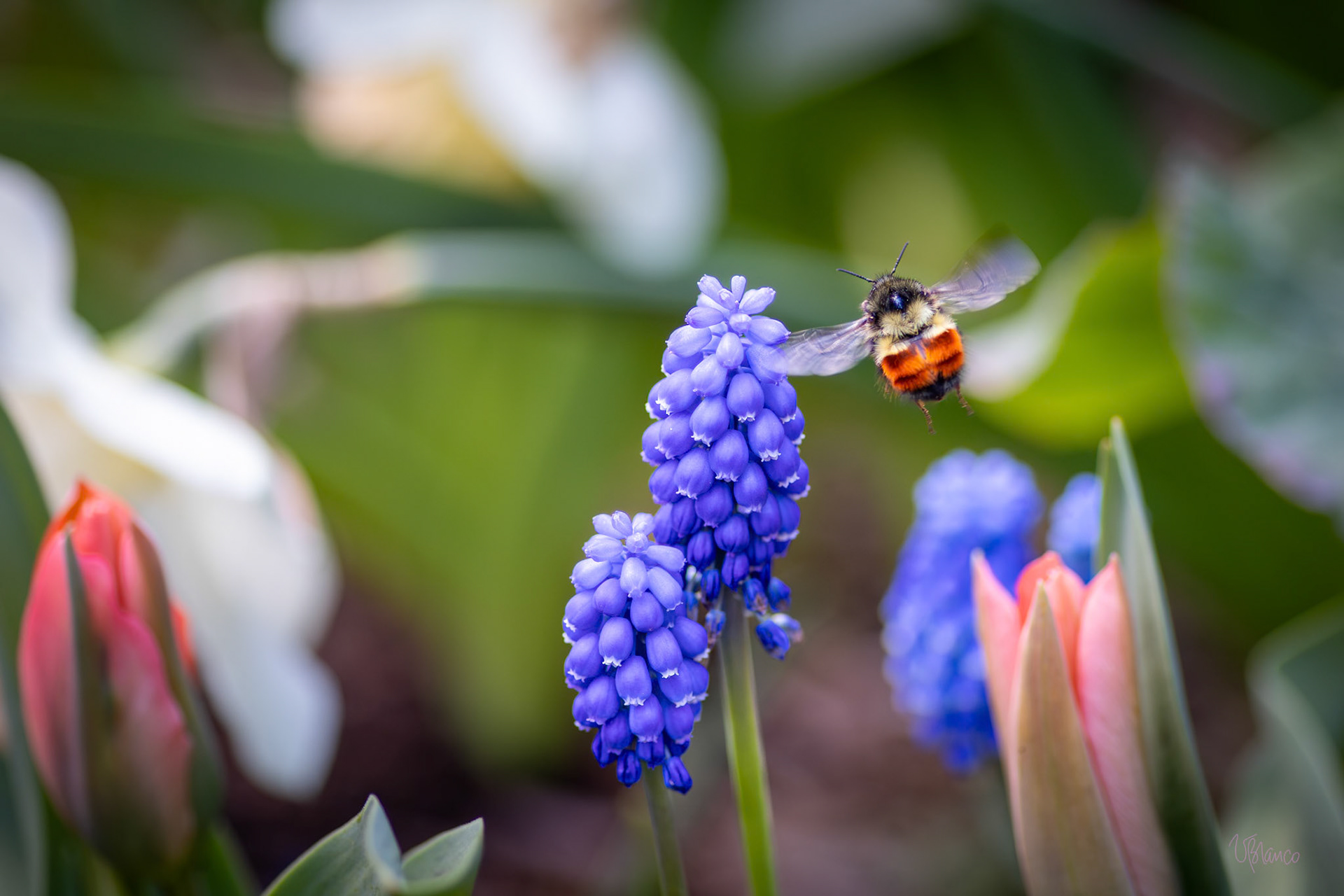 Easter Fairy Bee