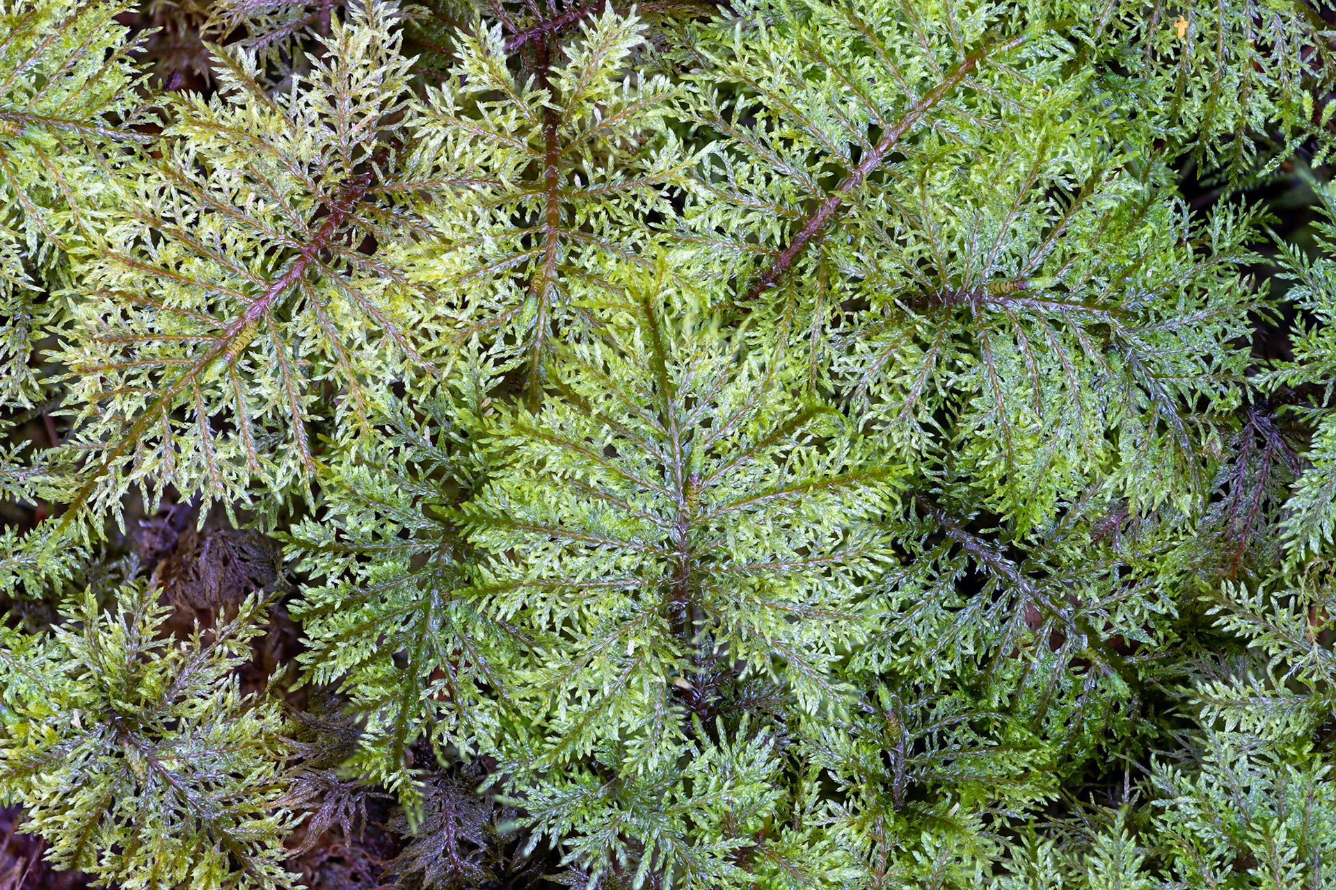 Mountain fern moss (Hylocomium splendens)