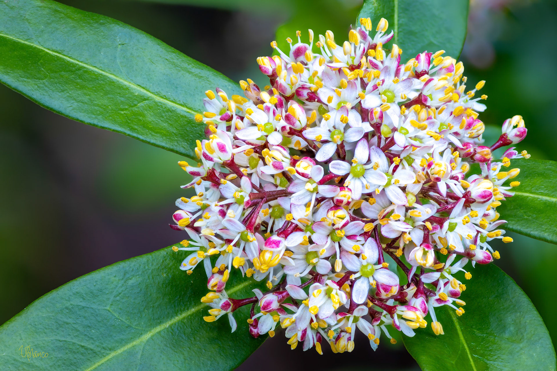 Skimmia Spring Bouquet