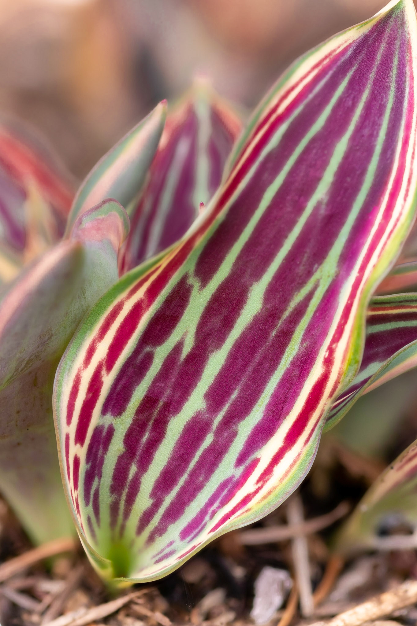 Reclining with Tulip "Fire of Love" Leaves