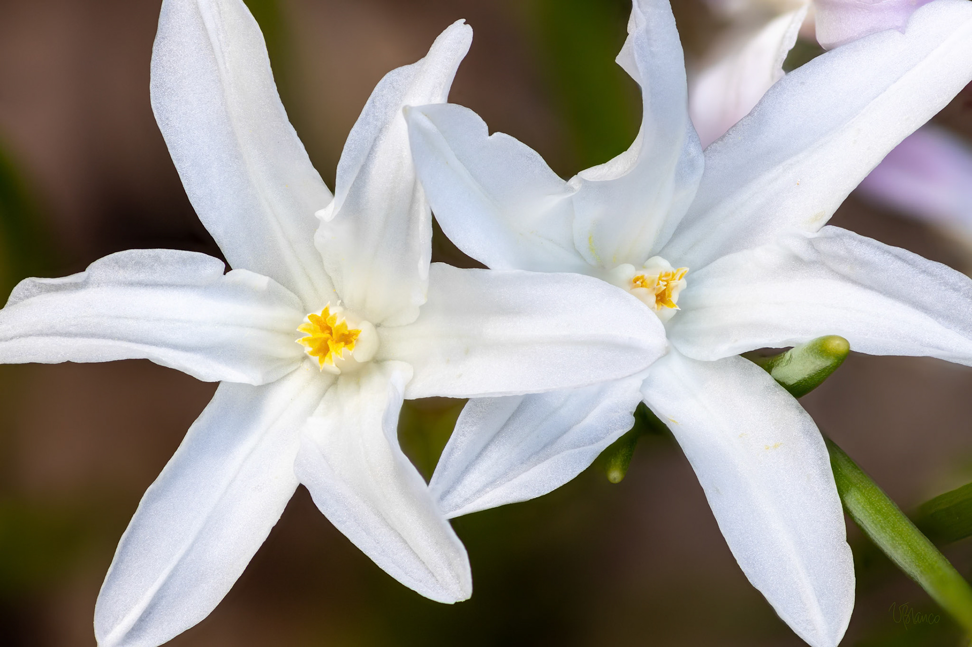 Glorious Glory-of-the-Snow