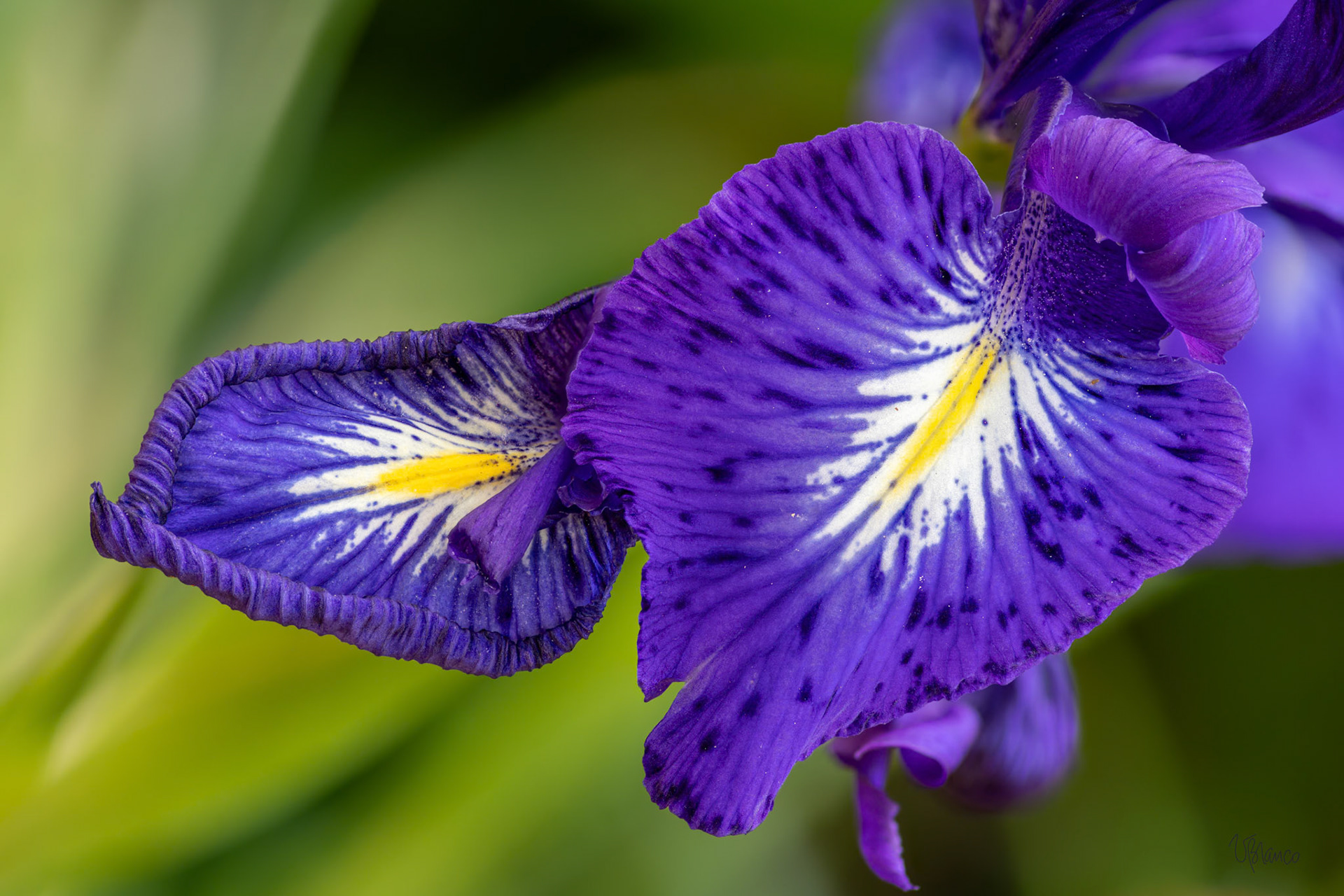 Dutch Iris Offering