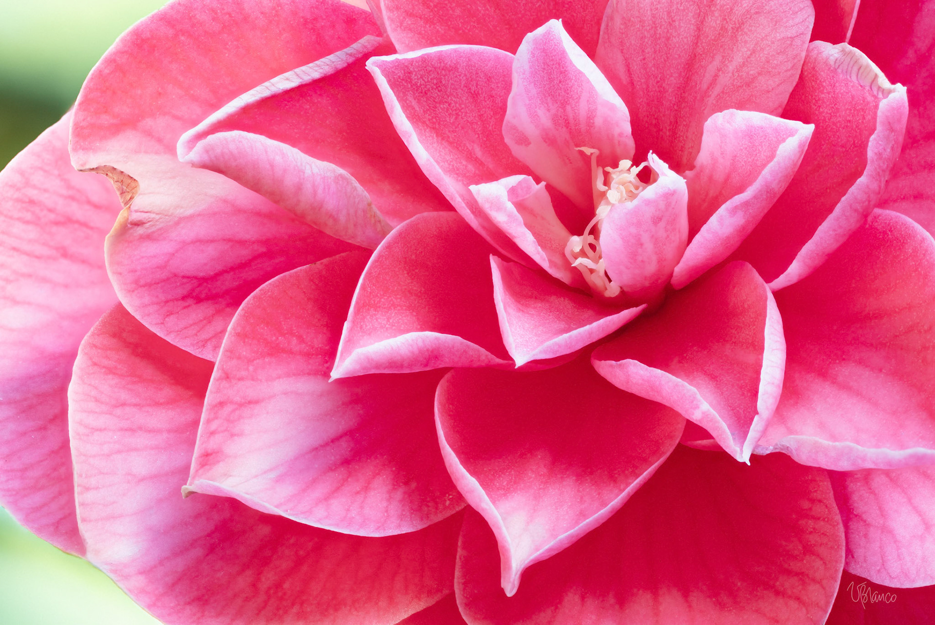 Calming Camellia