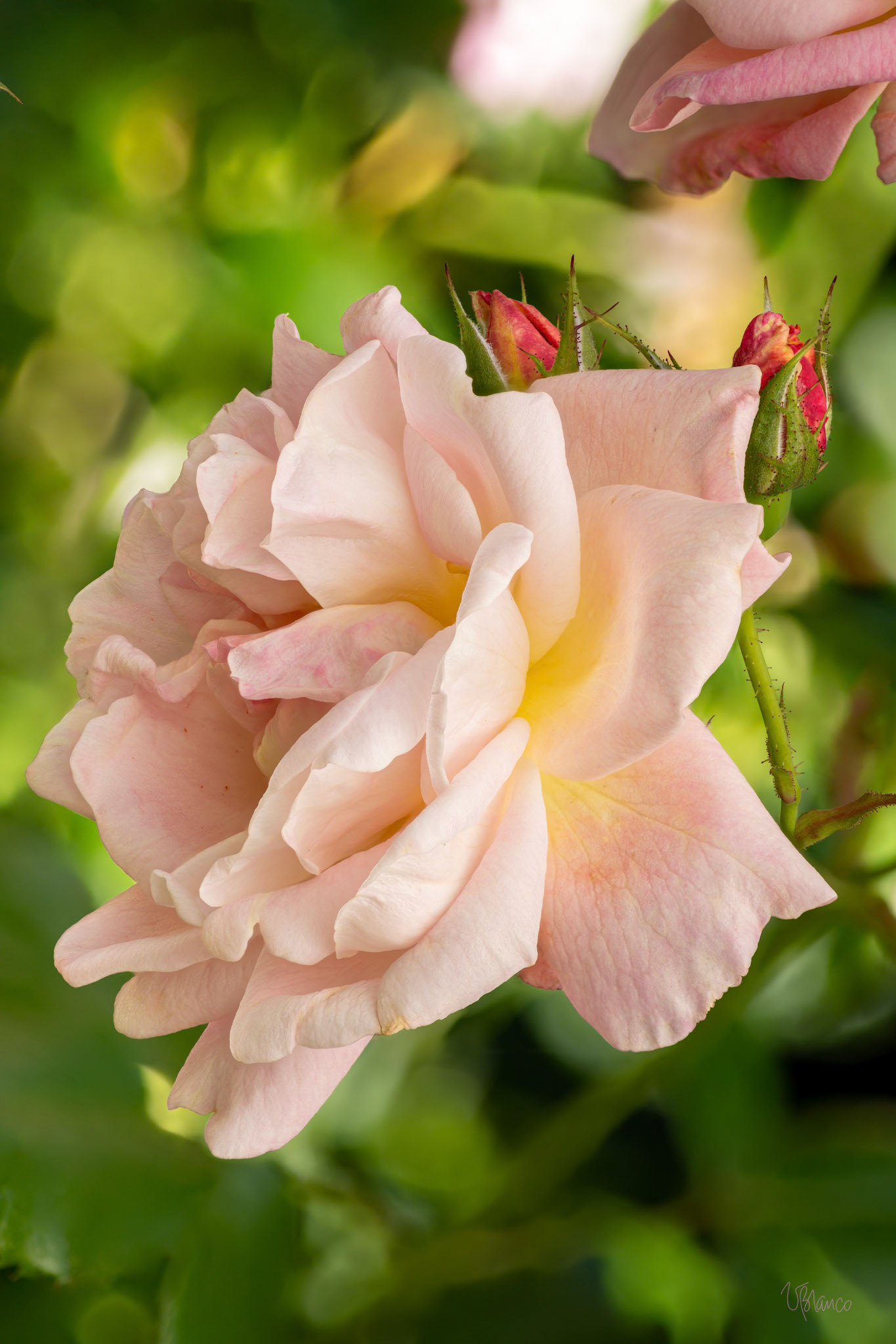 Rosy Disposition