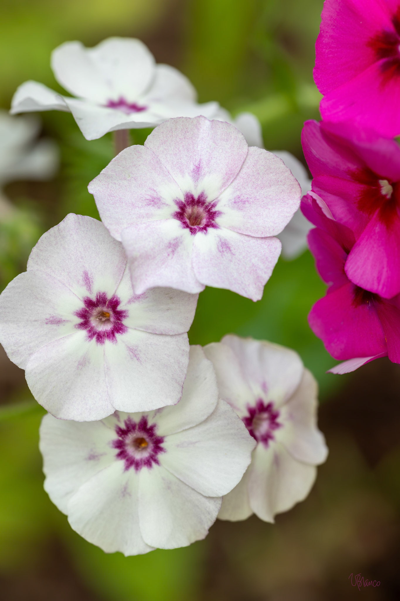 Phlox Neighbors