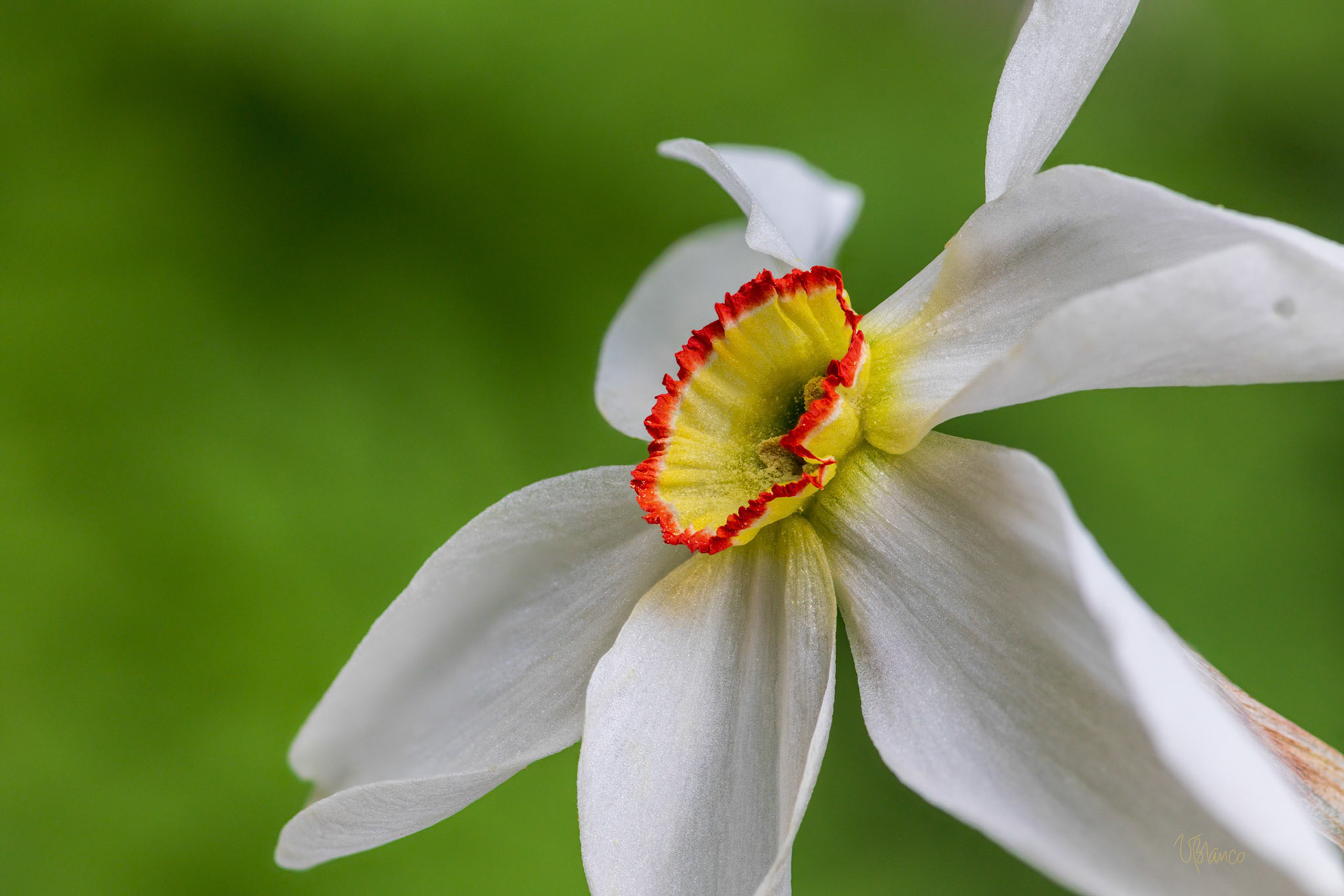 Bursting Forth with Daffodil Actaea