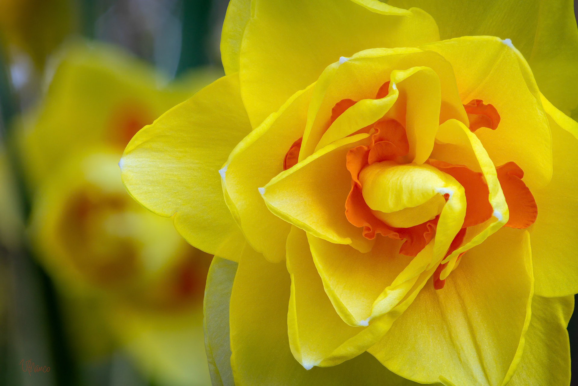 Daffodil "Double Tahiti"