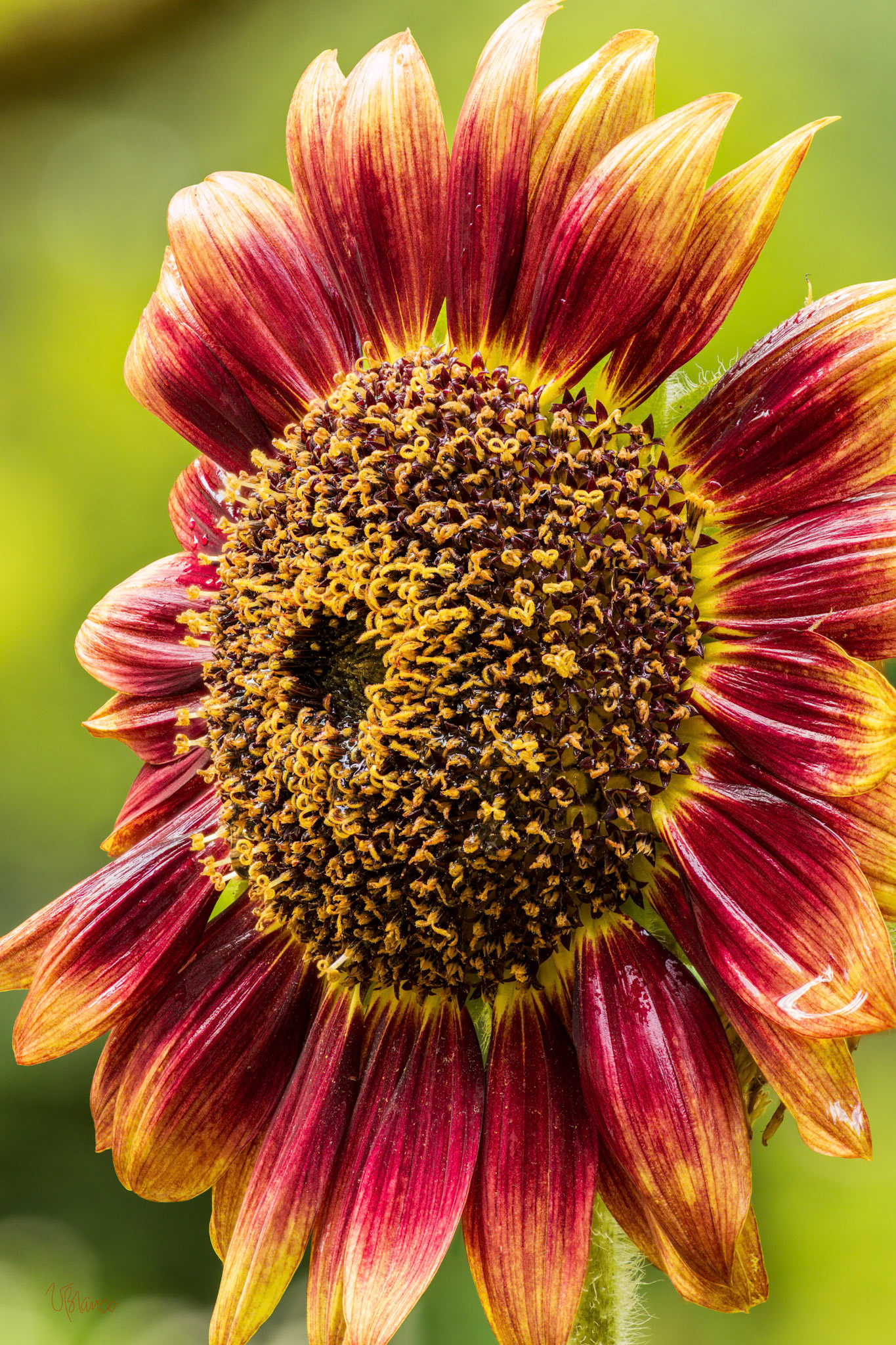 Sunflower High Five