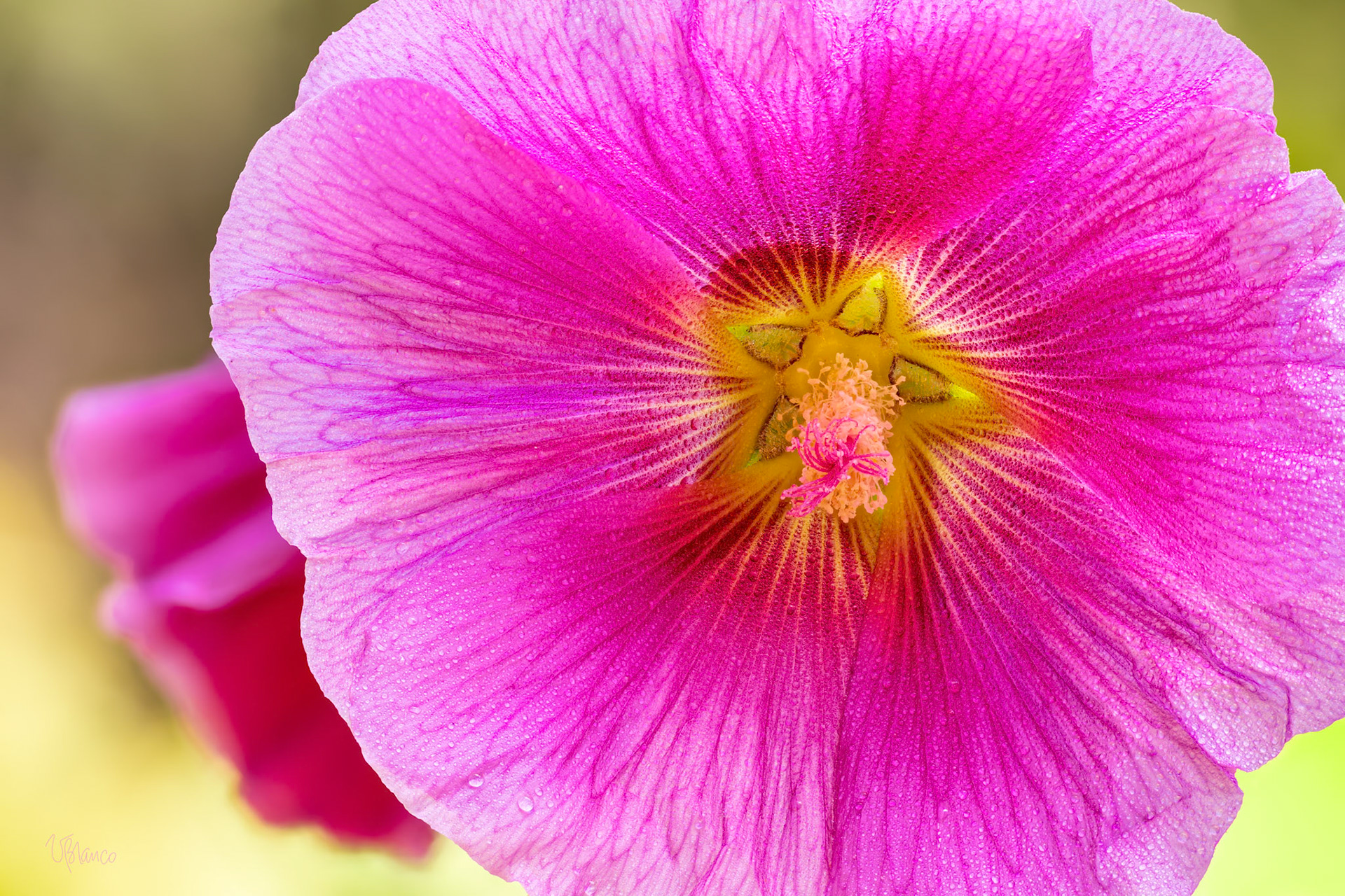 Hollyhock Sacred Geometry