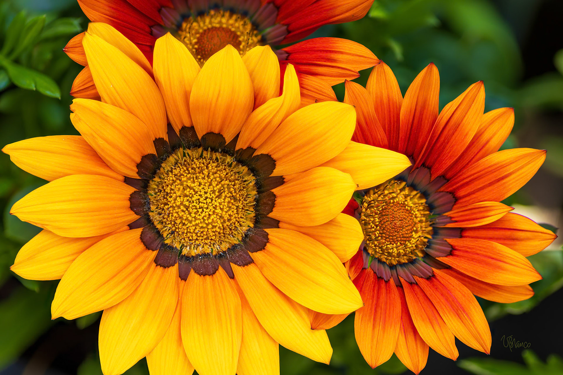 Gazania Community