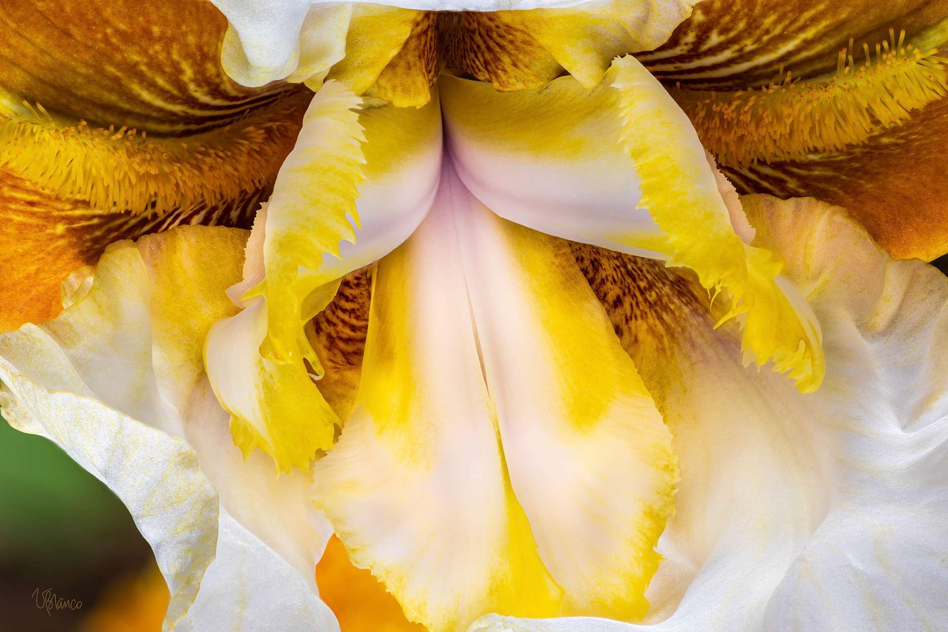 The Embrace of the Bearded Iris